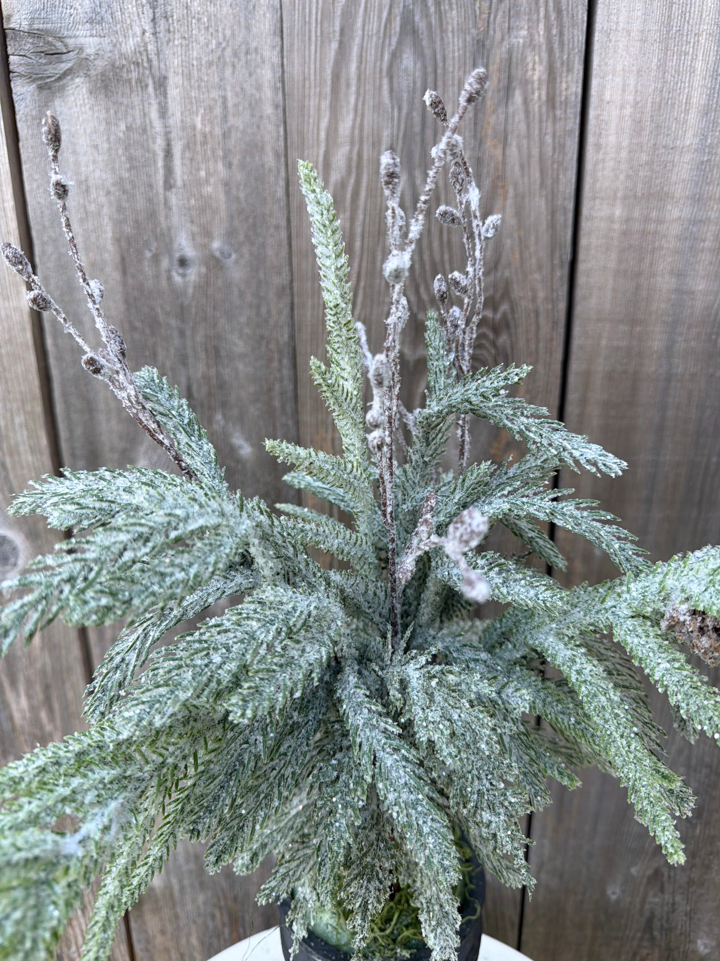 Snowdrift Norfolk Pine Bundle XAD1058