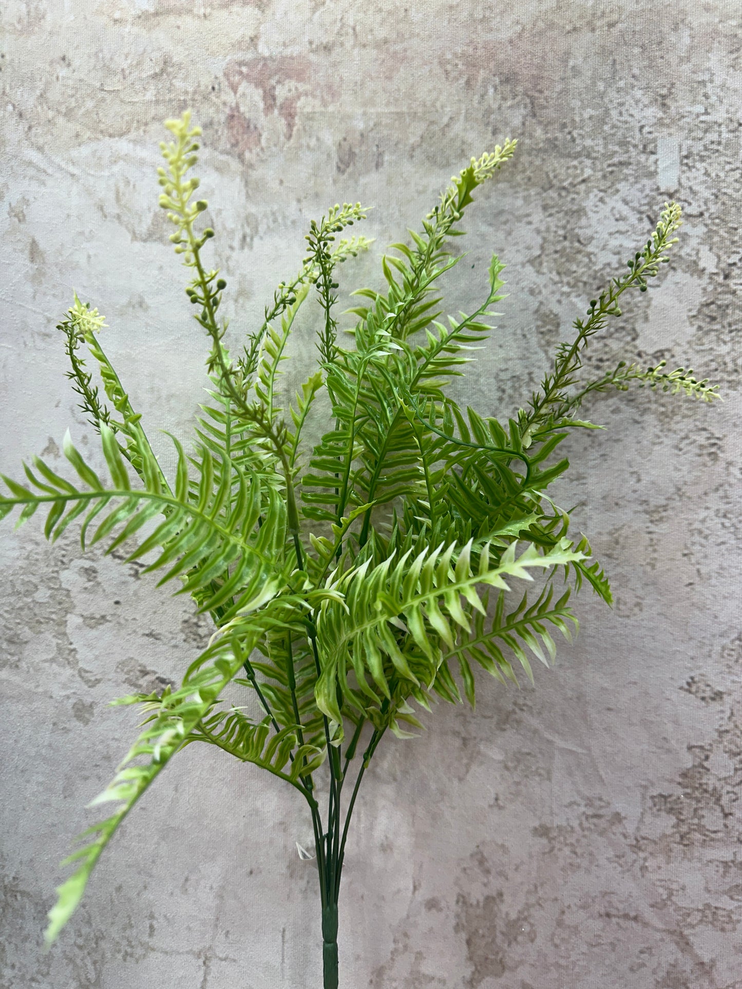 PLS FERN CREAM 57225