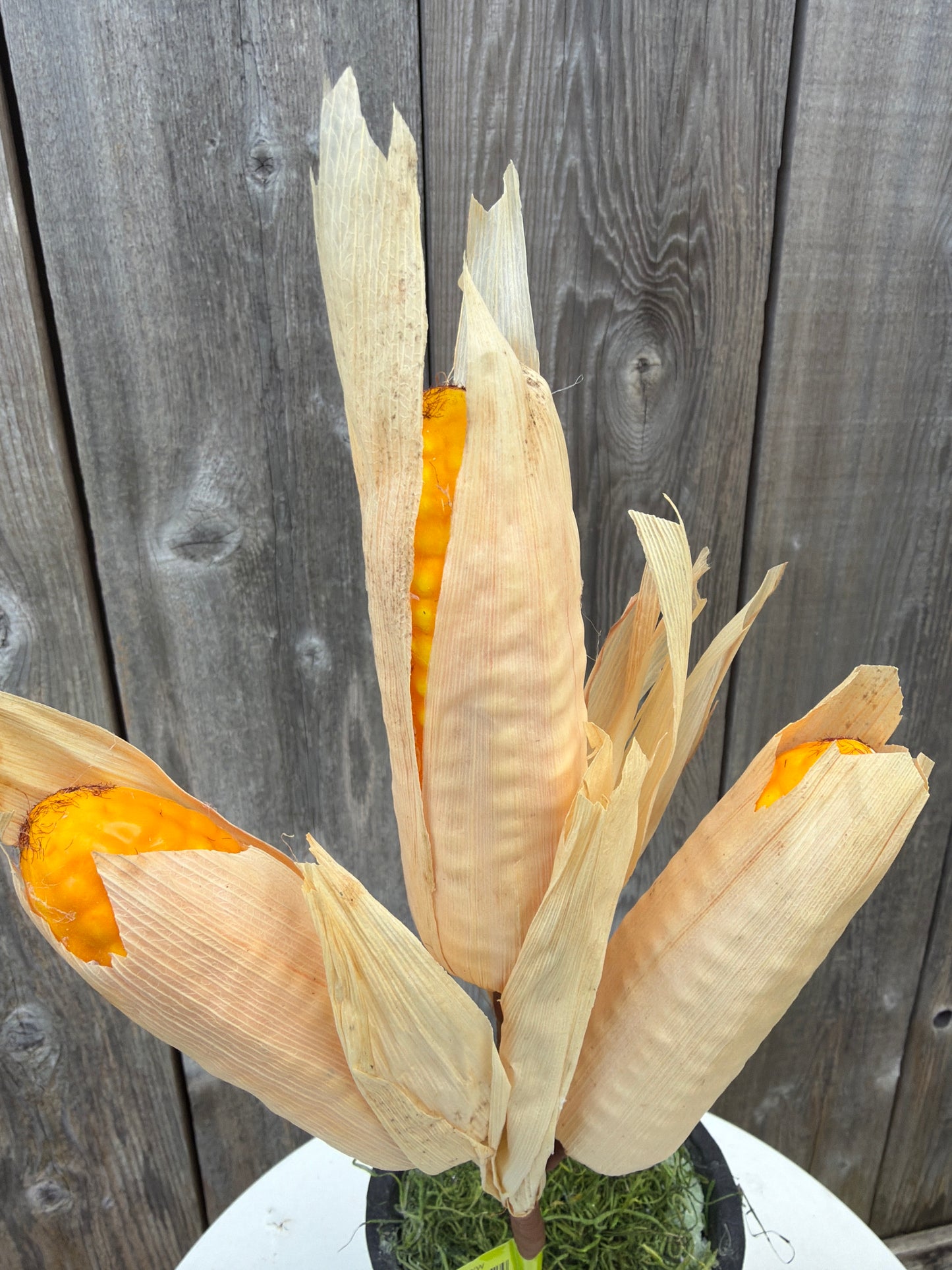 Corn X3 Pick 52476YW