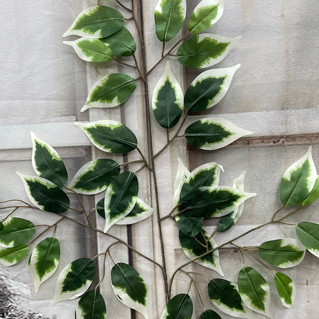 FICUS SPRAY 57000-VARIEGATE