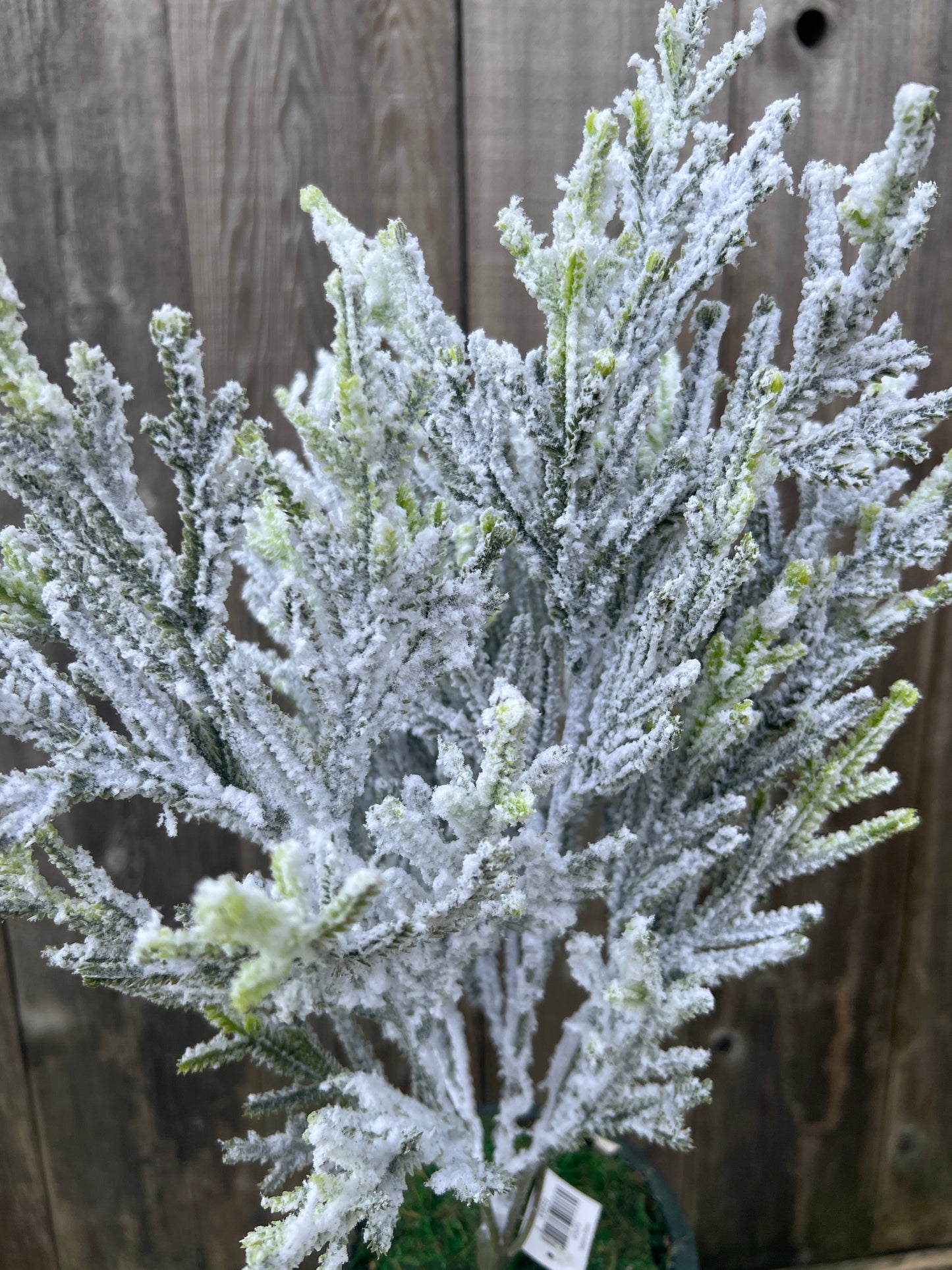 PINE BUSH X 5 W SNOW 83659