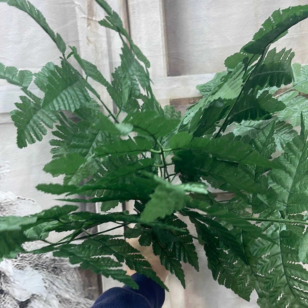 Leather Fern Bush 55661