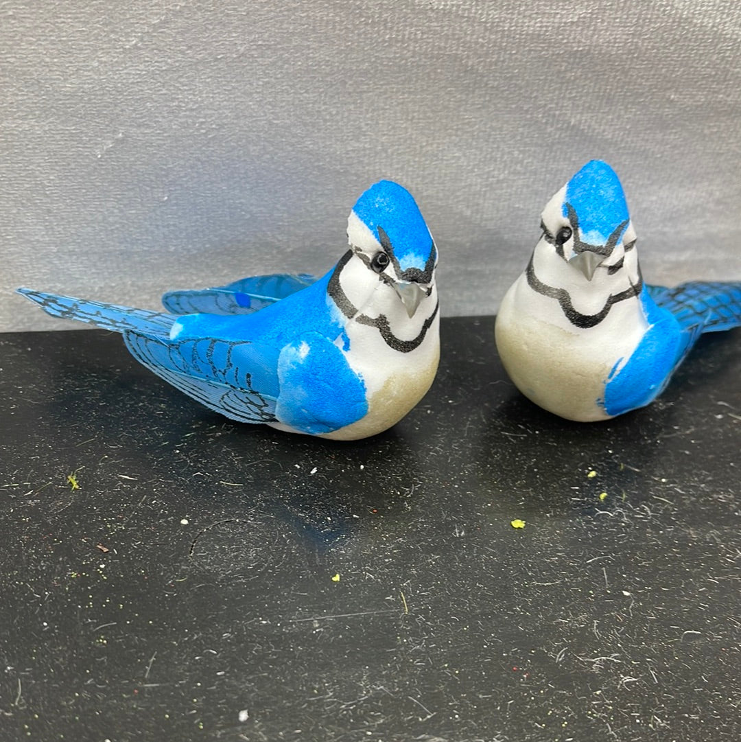 Blue Jay Dozen D201261