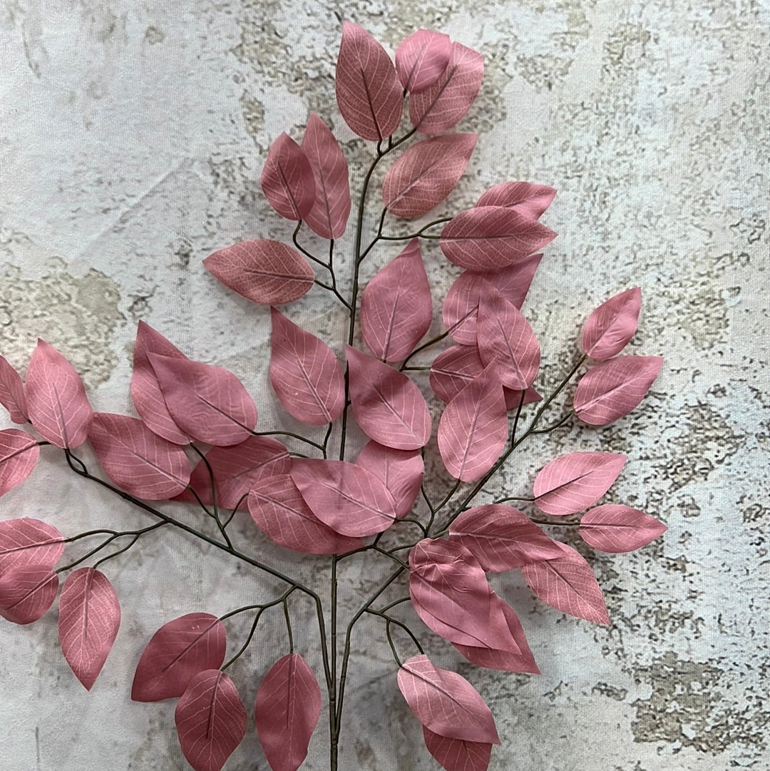 Ficus Spray-RG FG633737
