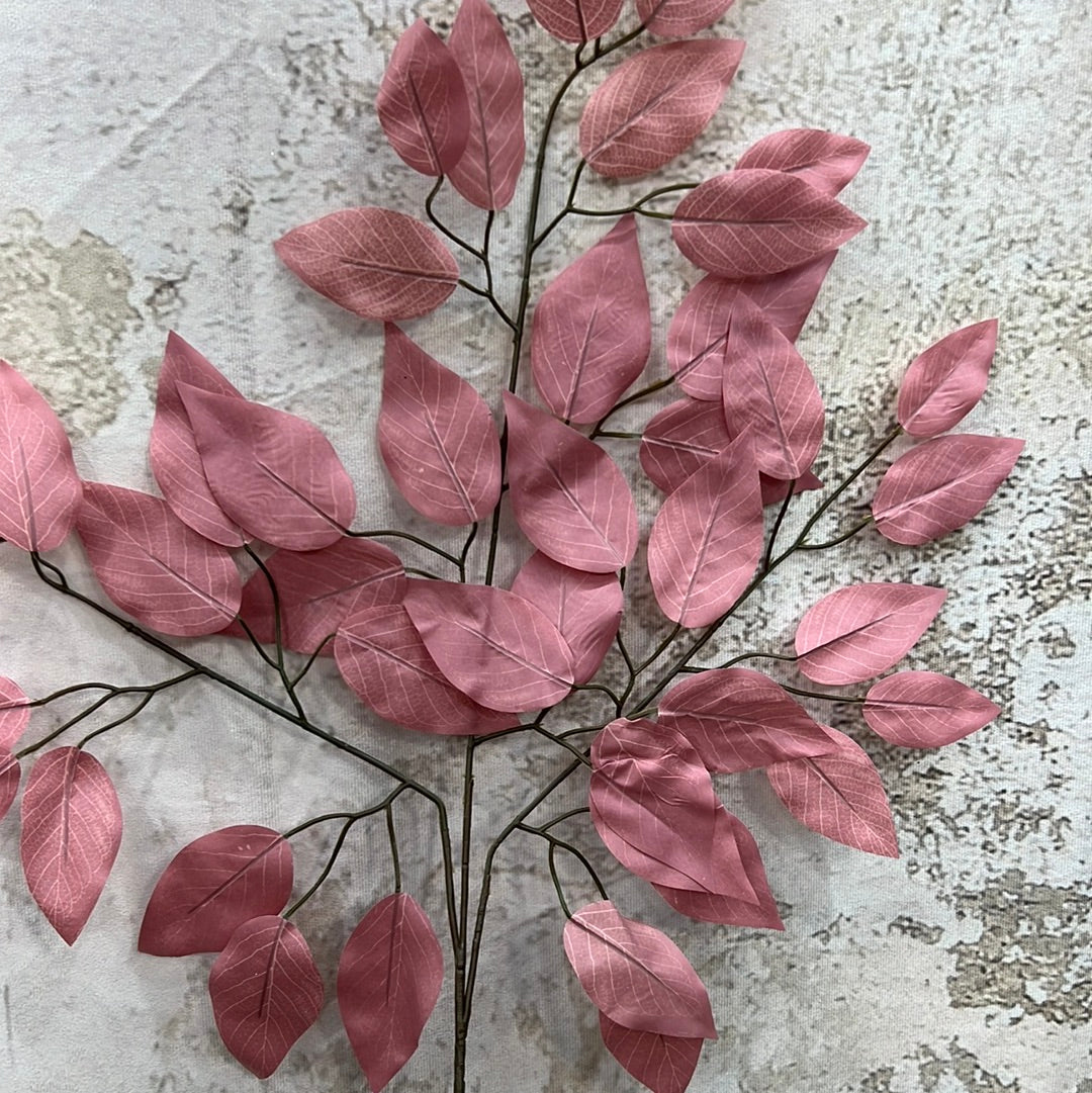Ficus Spray-RG FG633737