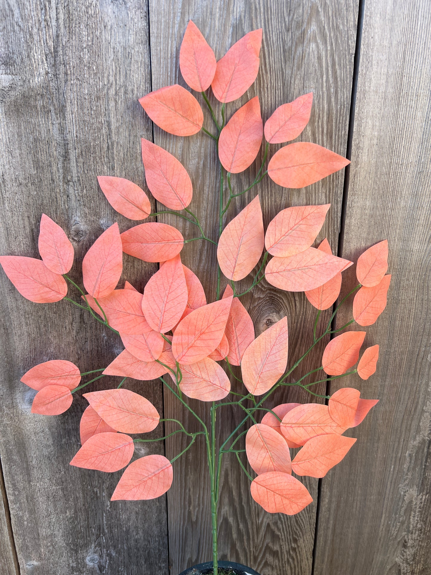 FICUS SPRAY CORAL (BUNDLE6) 85352-CORAL