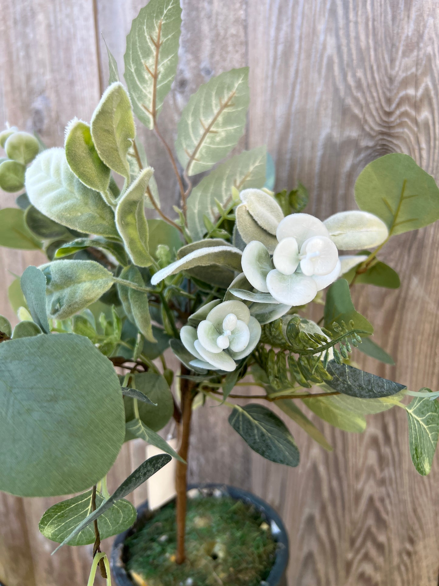 MIXED LAMBS EAR 65569