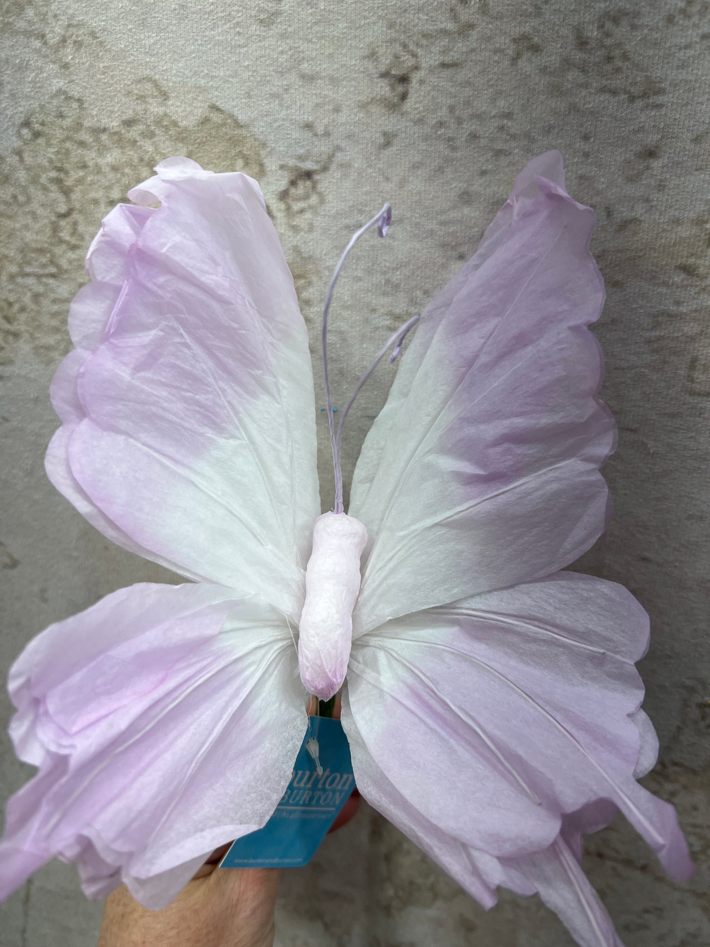 Pick paper butterfly 9749831