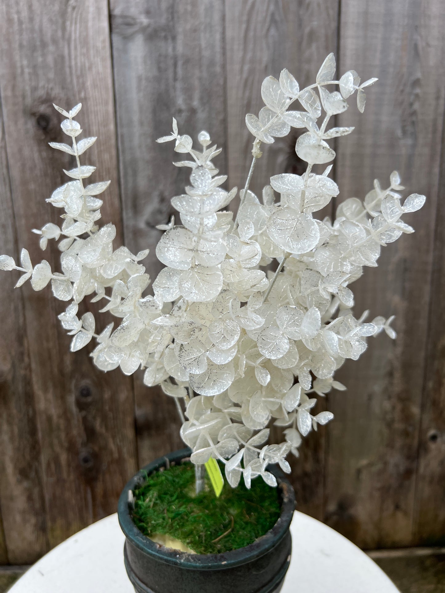 PLSTC EUCALYPTUS BUSH XB552160-003