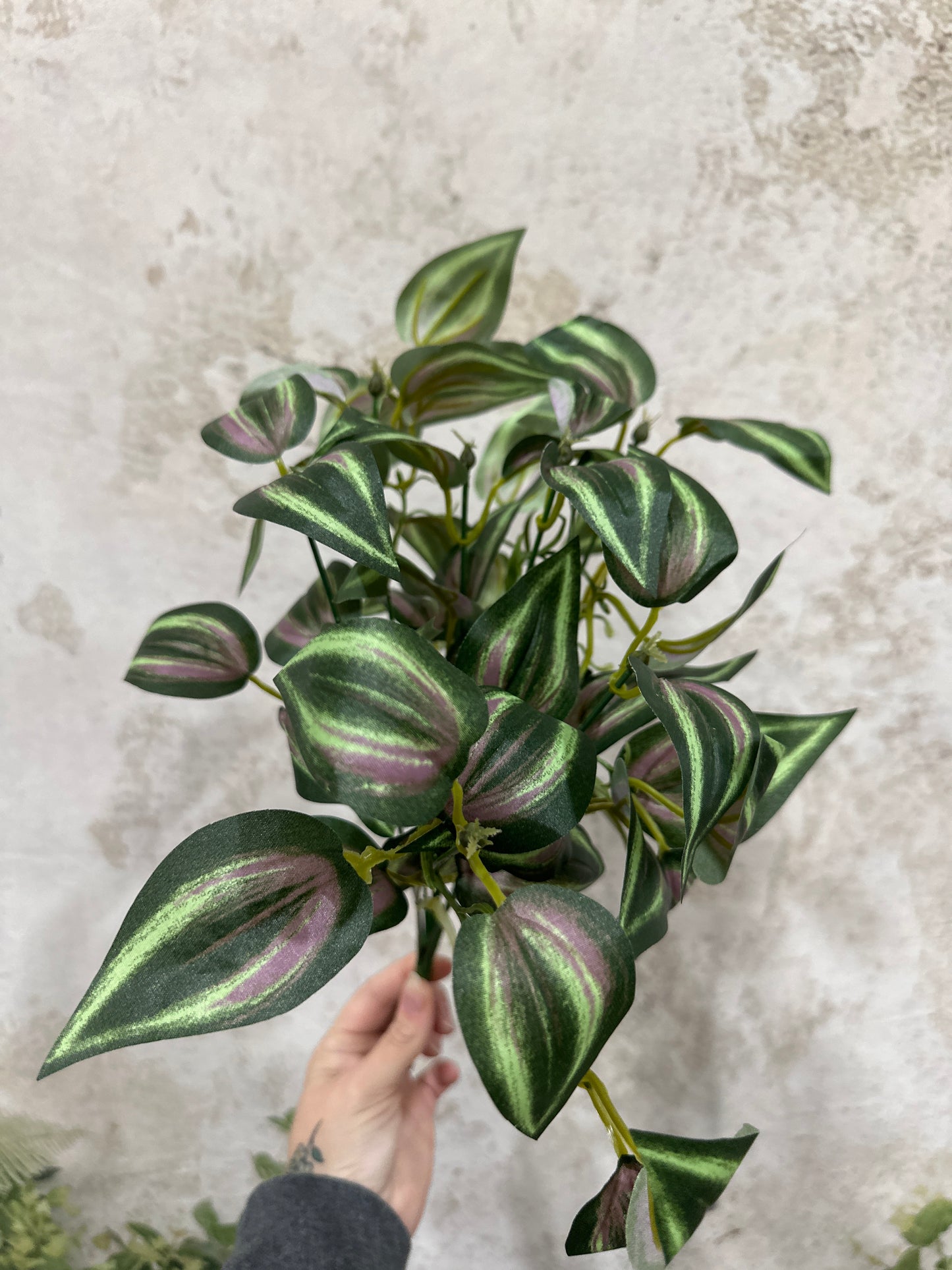 Tradescantia Bush 13648PUGN