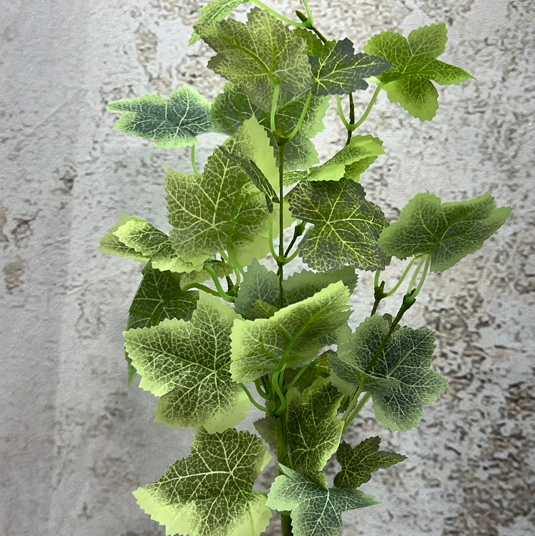 GRAPE IVY PICK 62914