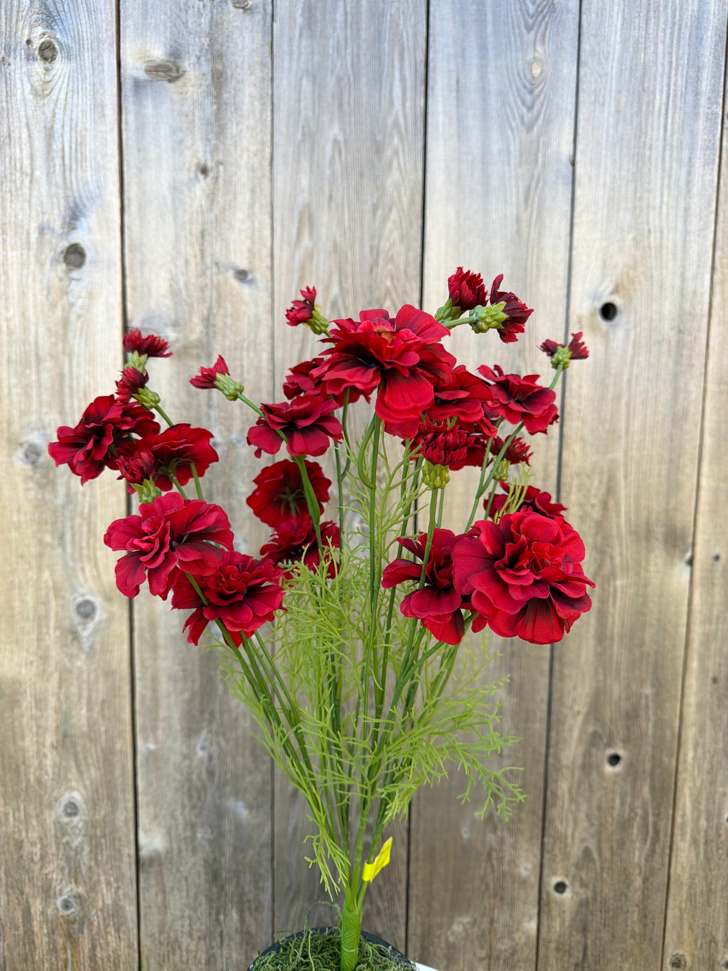 Mini Zinnia Bush 64017RD