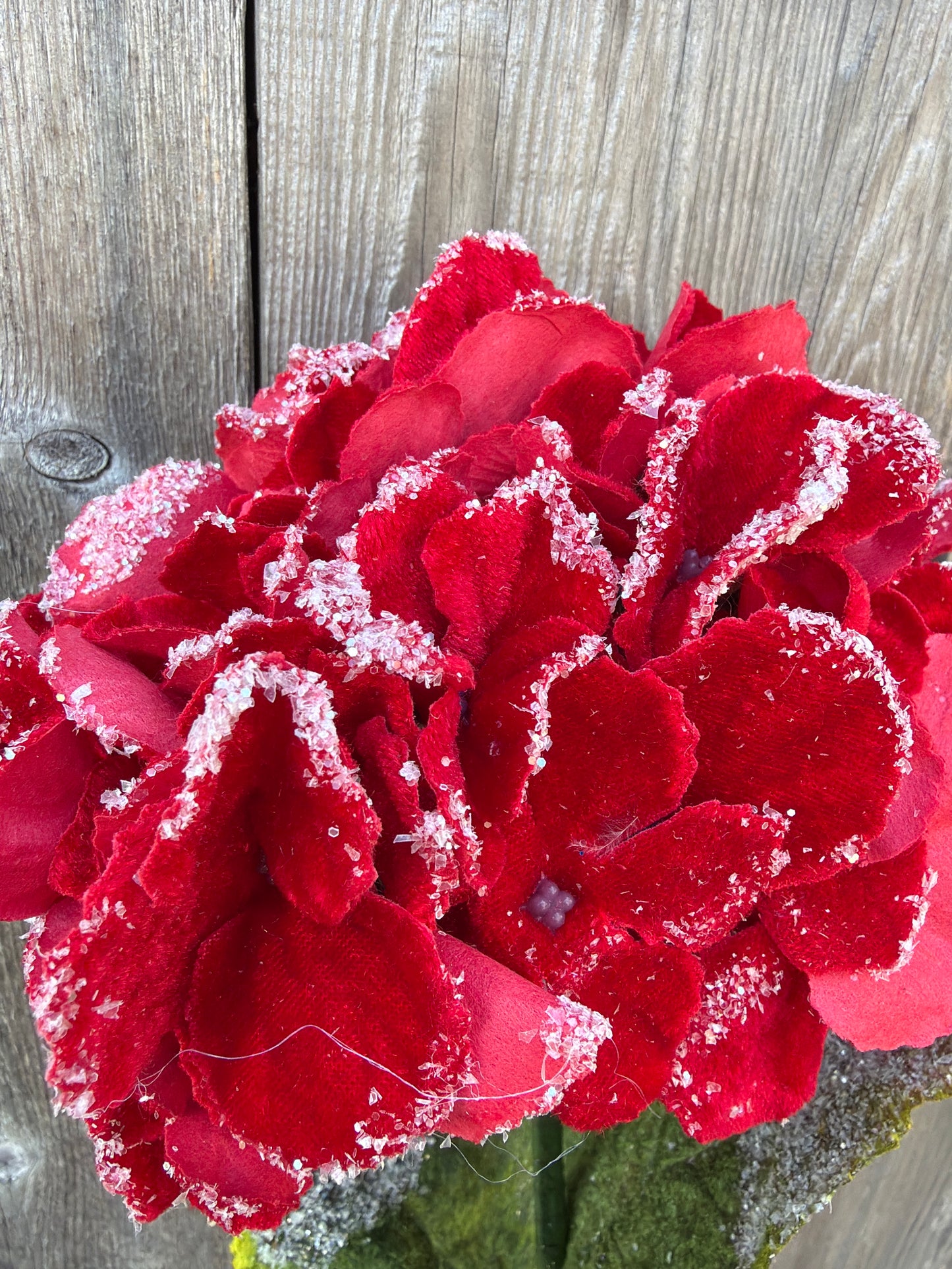 SNOW EDGED VELVET HYDRAGNEA STEM MTX74465