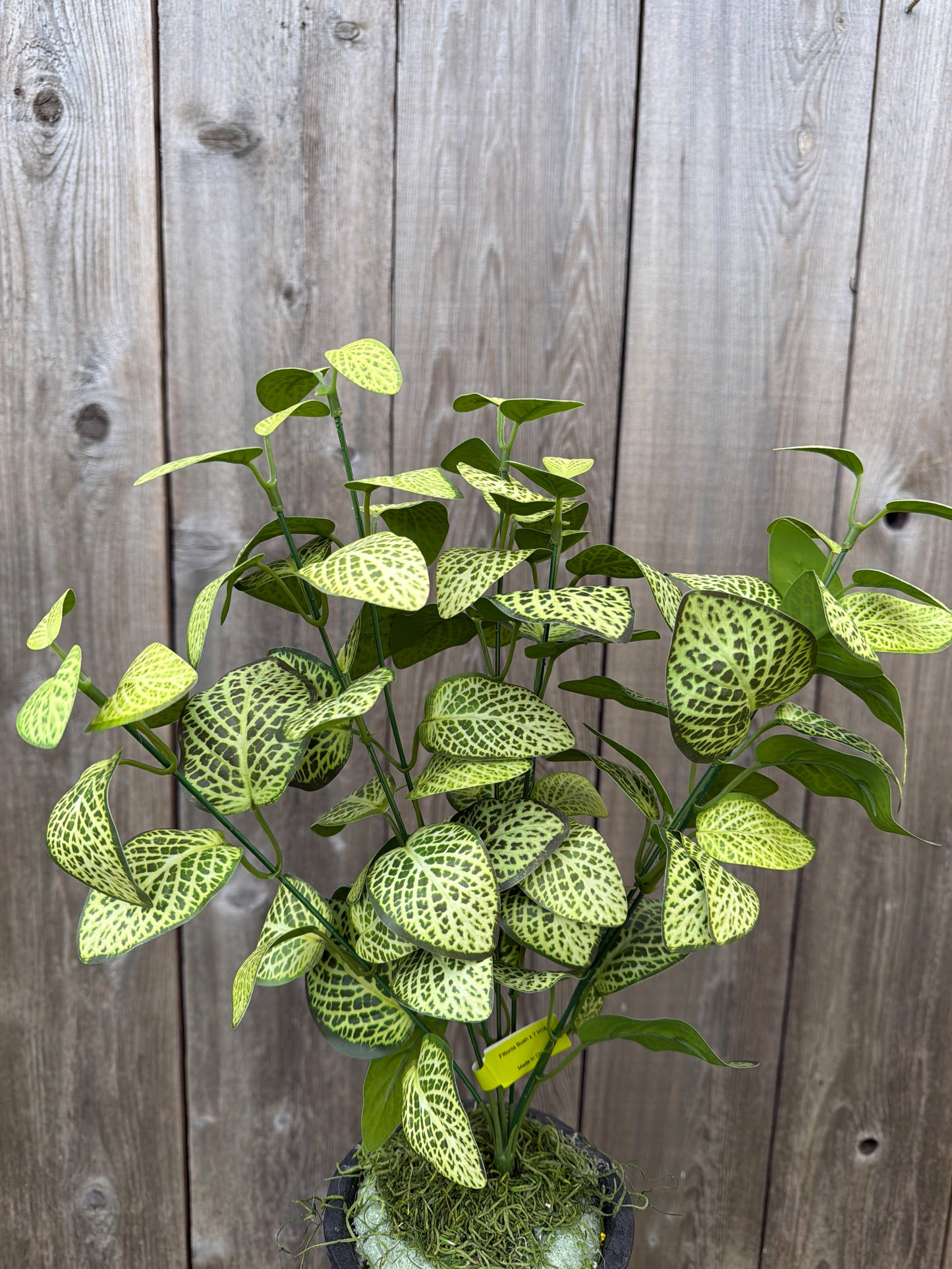 Fittonia Bush 13678LMGN