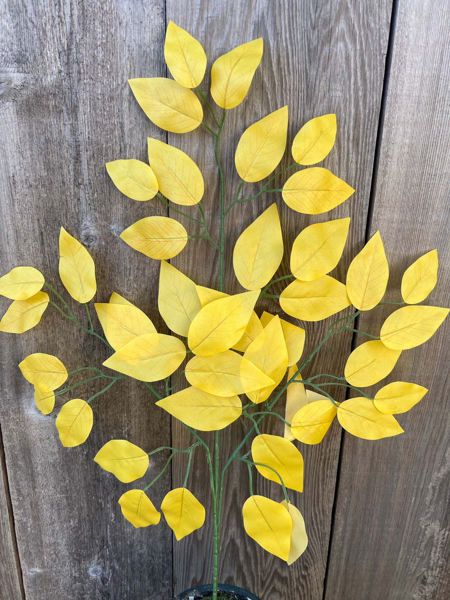 FICUS SPRAY YELLOW (BUNDLE6) 85352-YEL