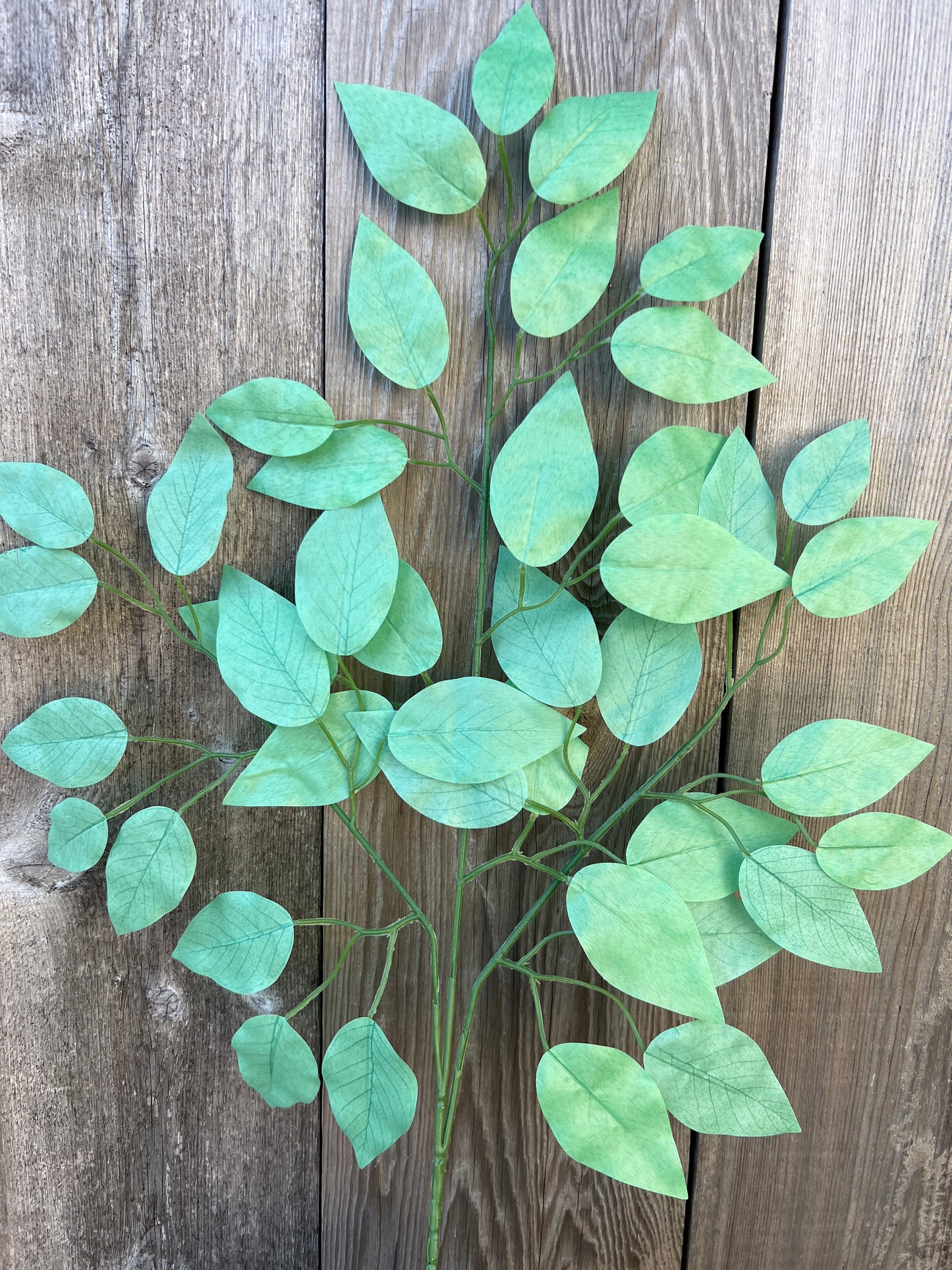 FICUS SPRAY GREEN (BUNDLE6) 85352-GN