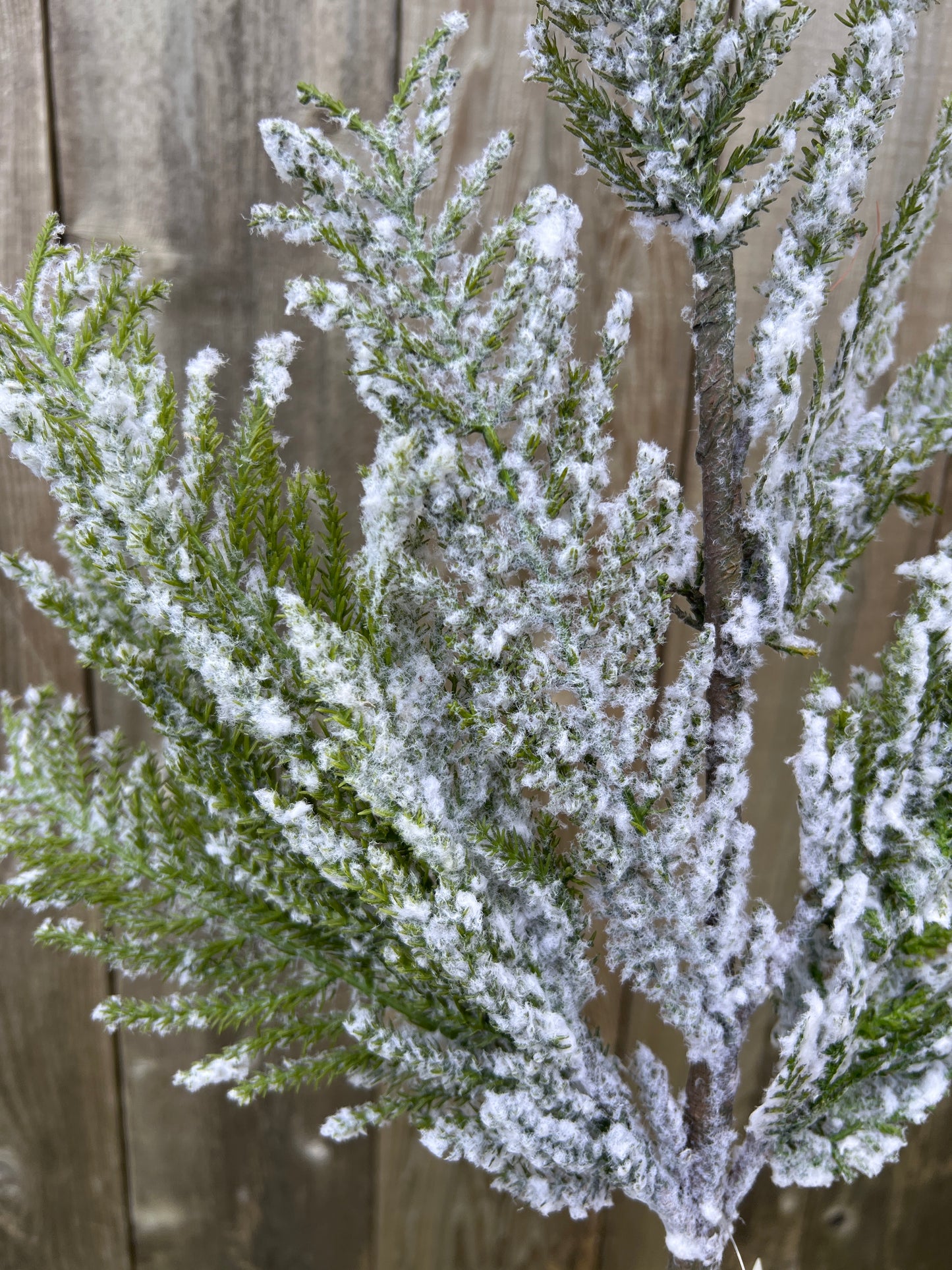 NORFOLK ISLAND CEDAR SPRAY SP1281