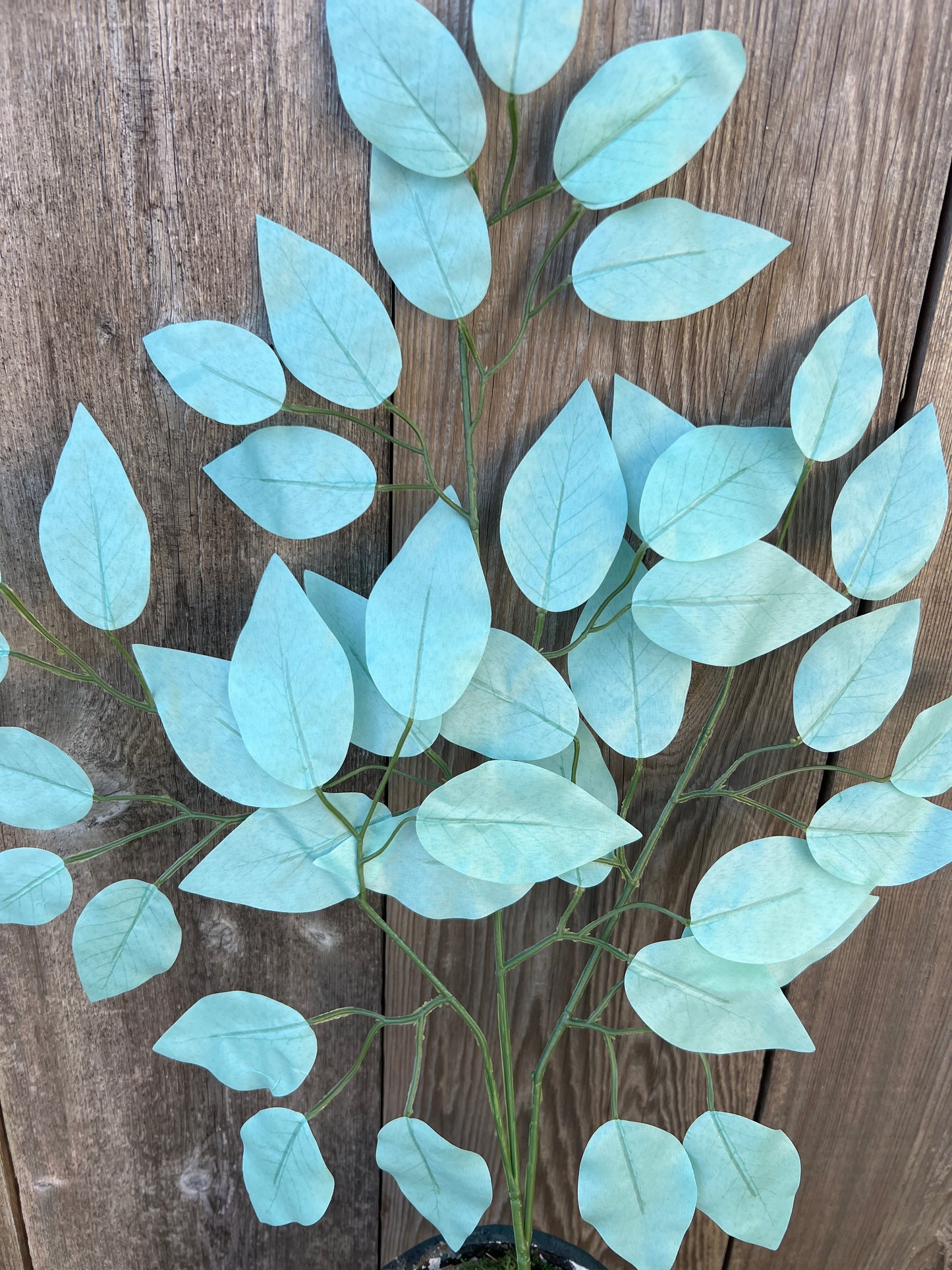 FICUS SPRAY BLUE (BUNDLE6) 85352-BL