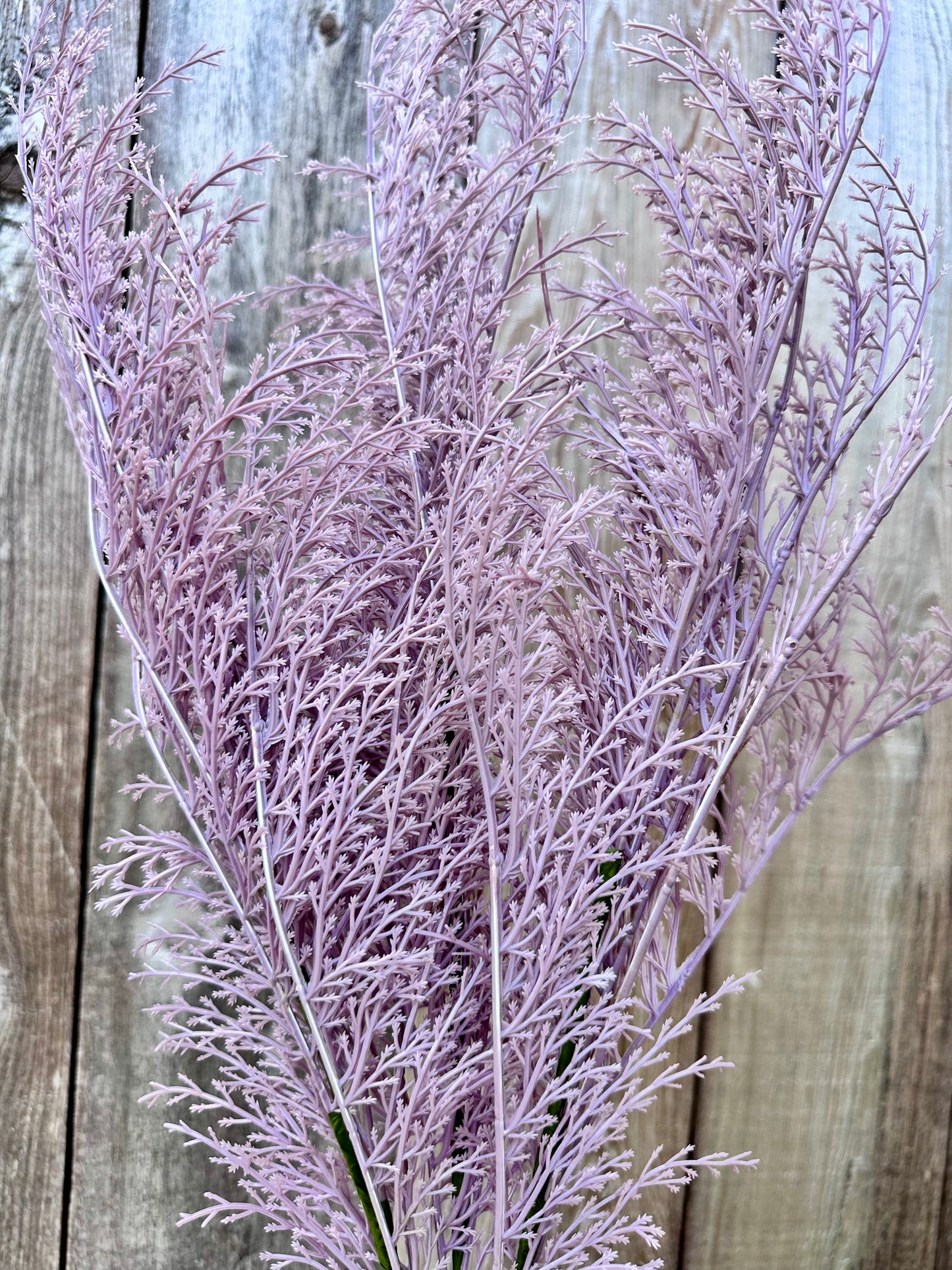 PHOENIX TAIL FERN 84099-LV