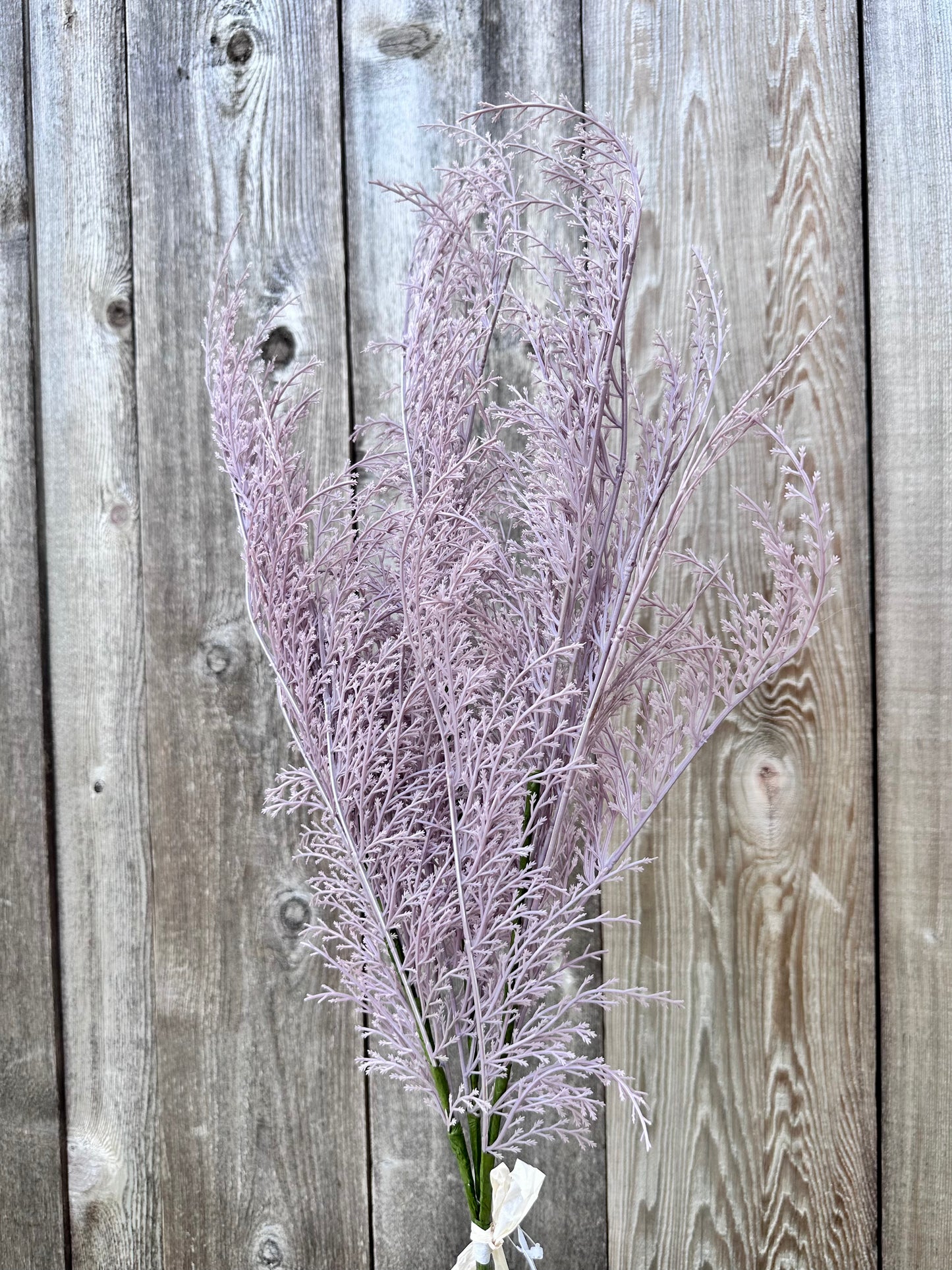 PHOENIX TAIL FERN 84099-LV