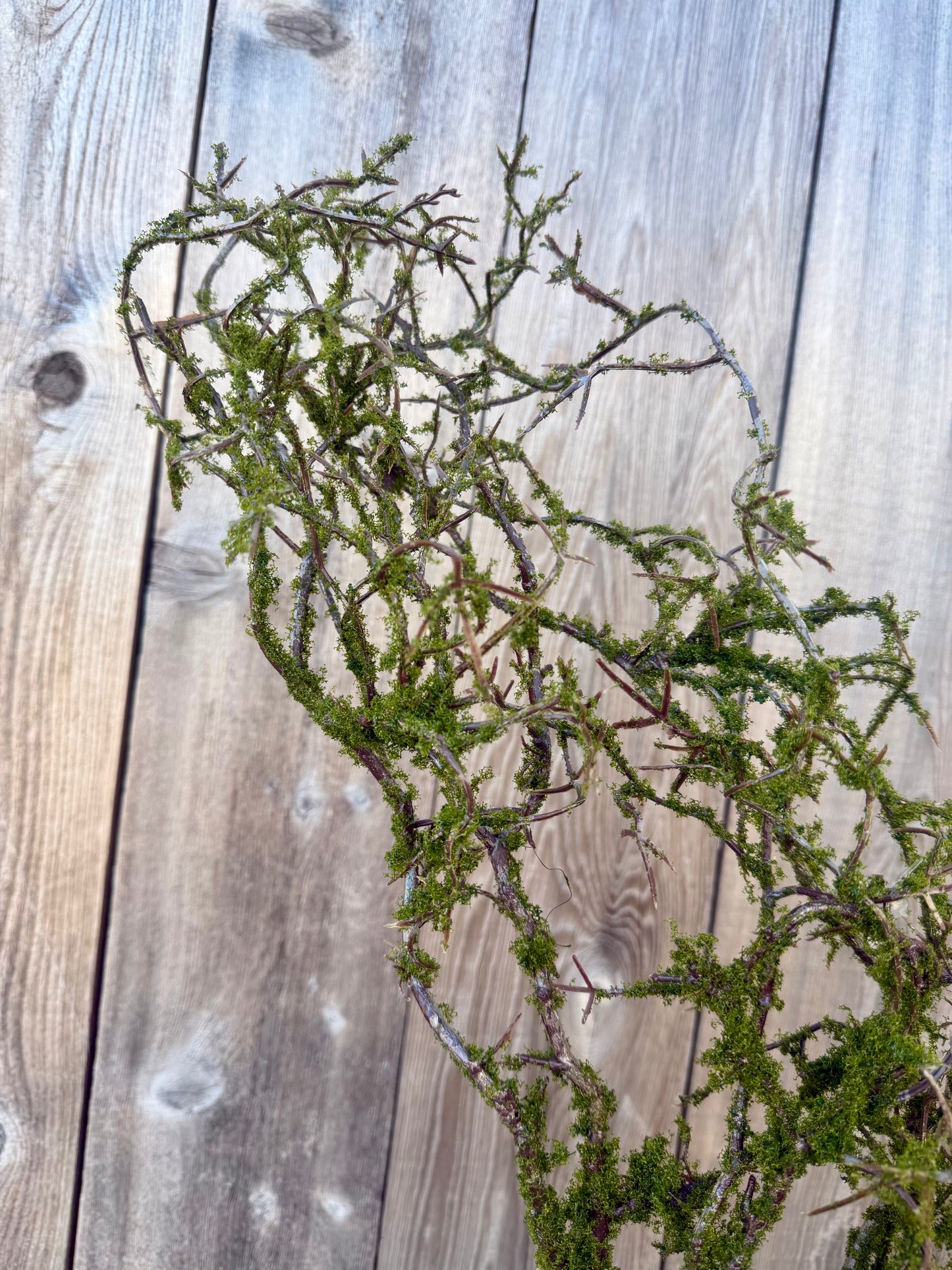 MOSS TWIG VINE 41838