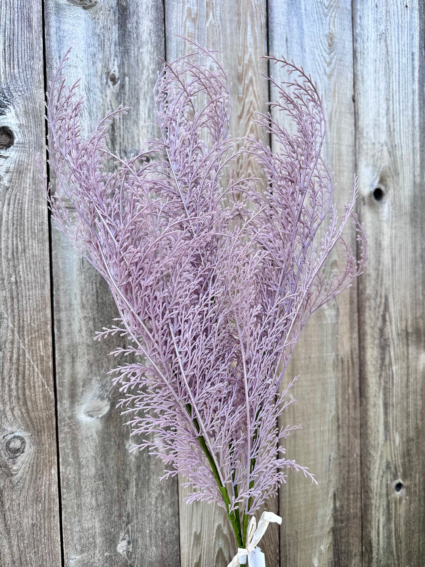 PHOENIX TAIL FERN 84099-LV