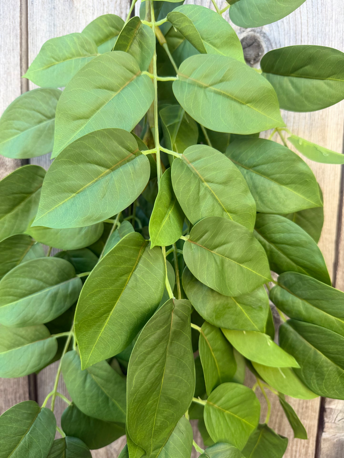 FICUS BRANCH FT181509