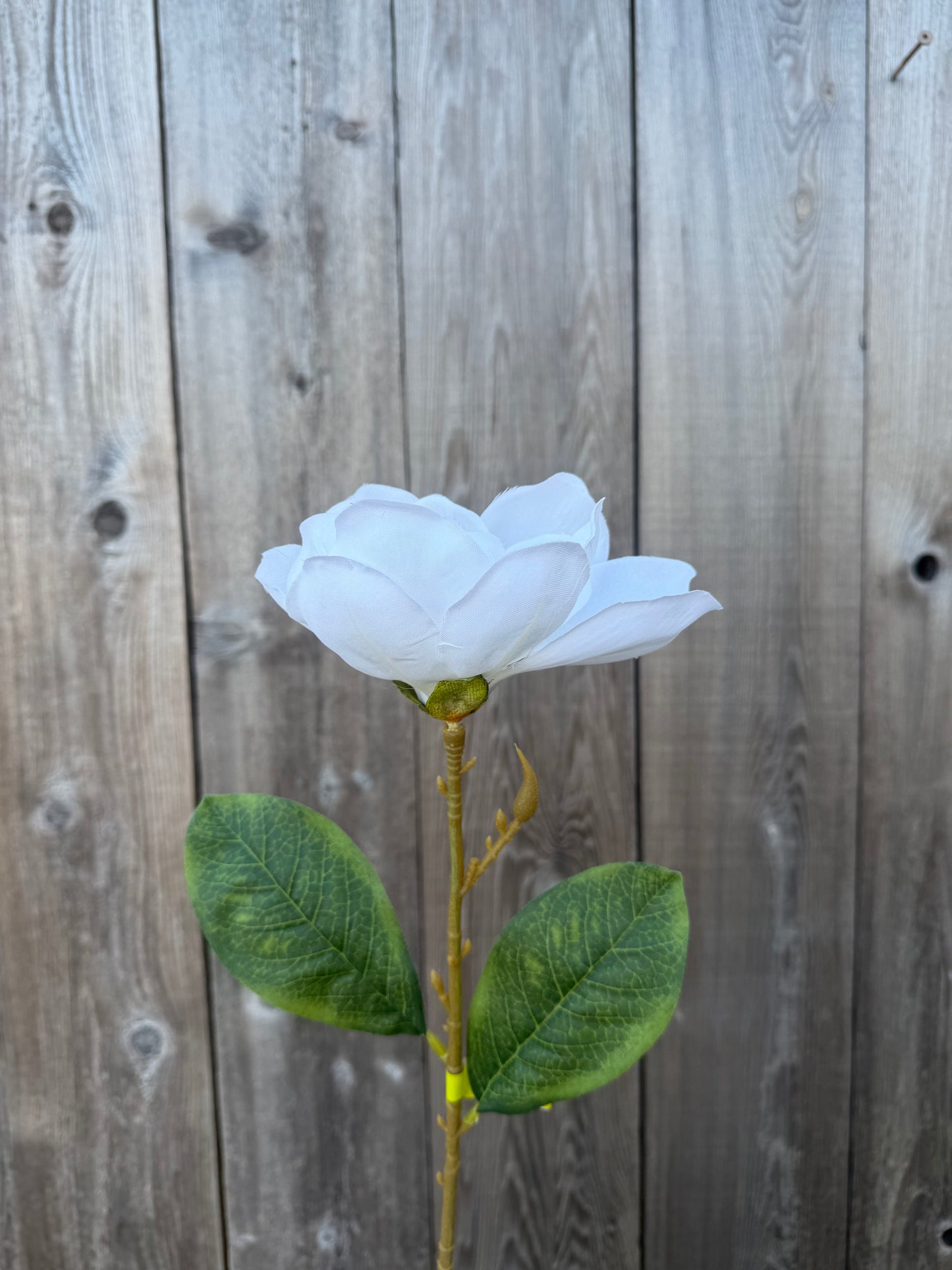 Magnolia Stem 29479CM