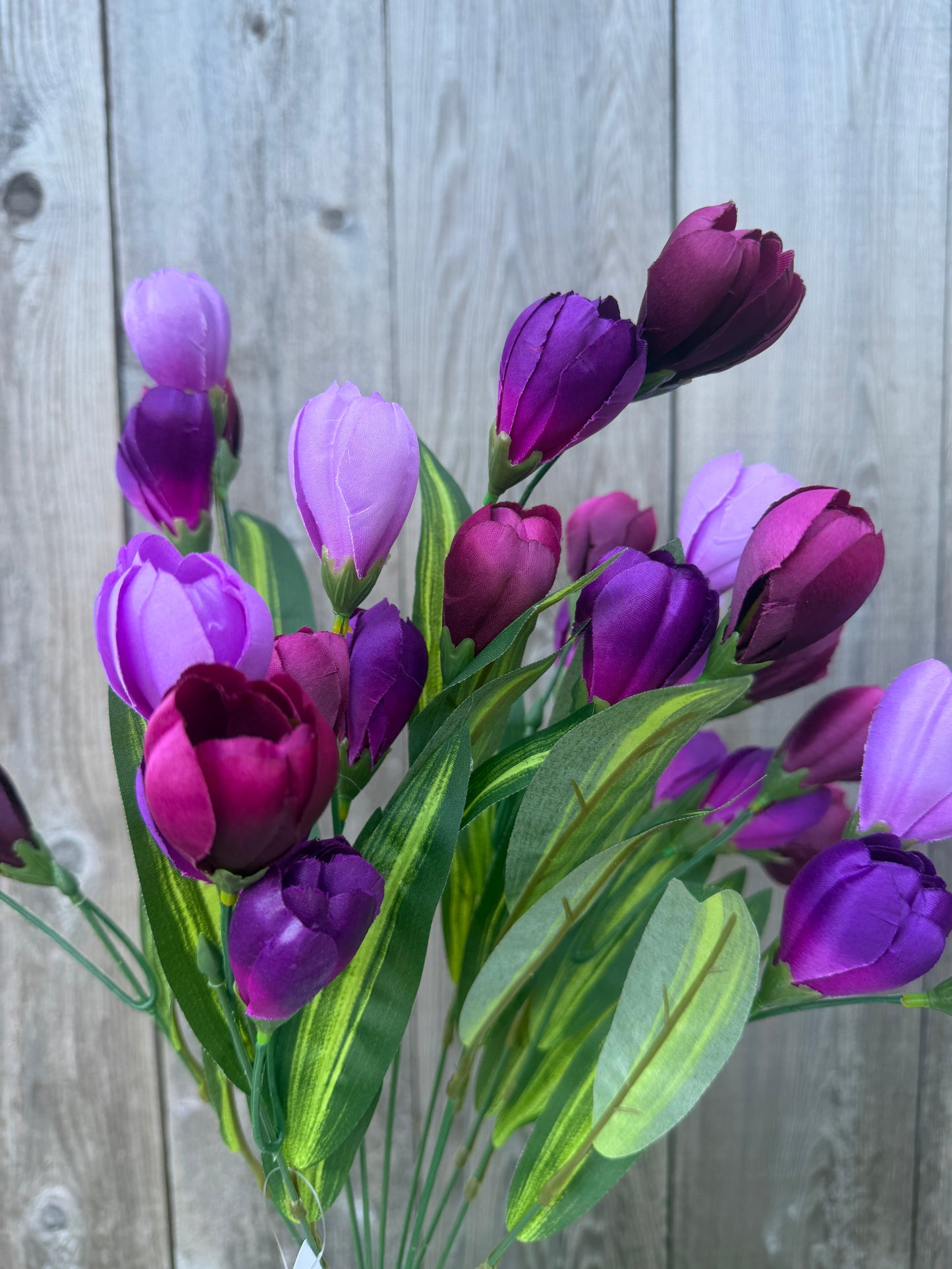 TULIP BUSH 85476-PUBG