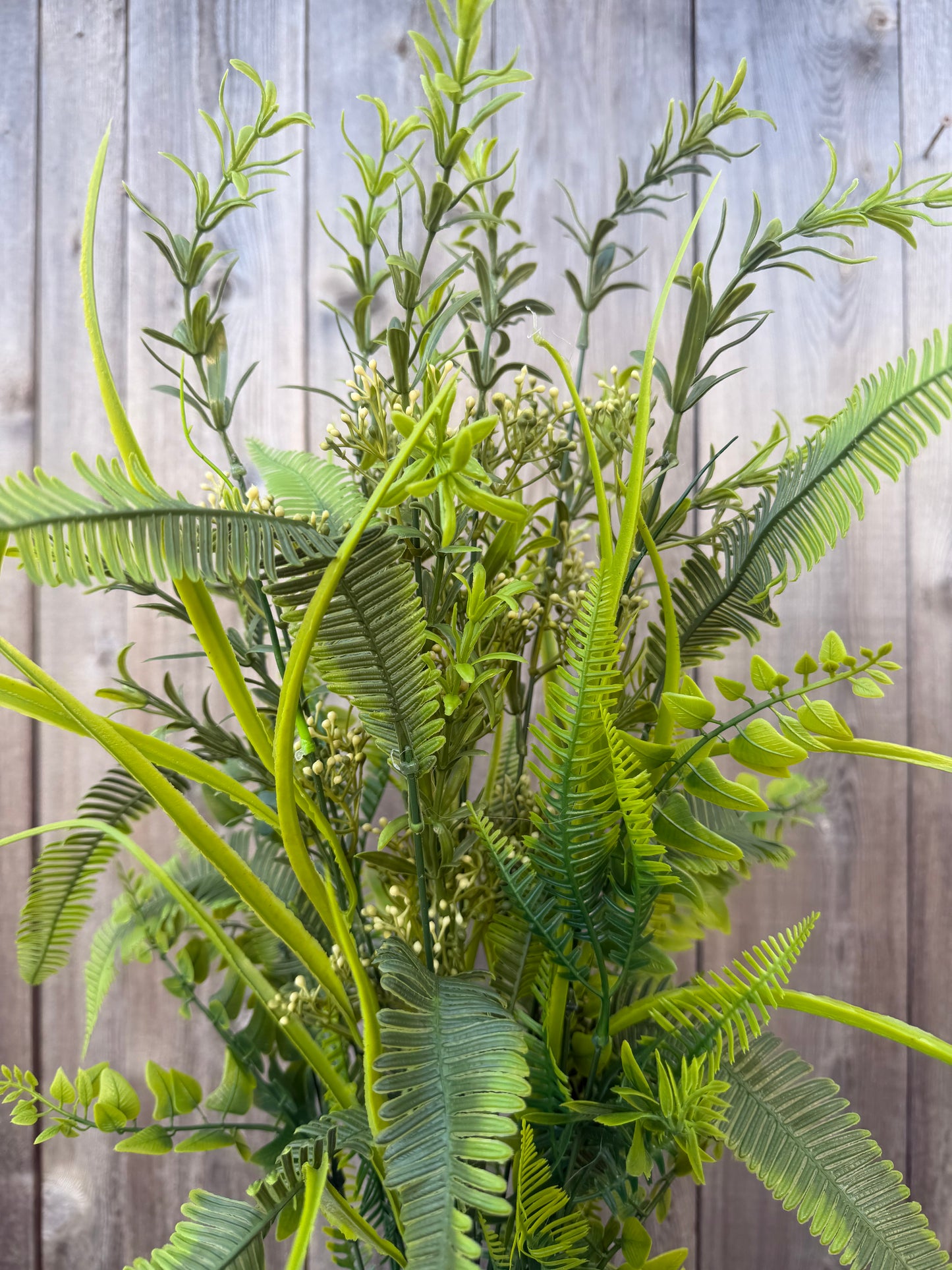 Grass Fern GRN 59691