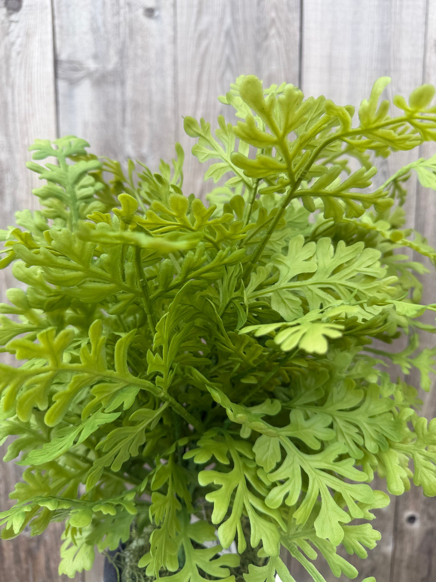 SOFT TOUCH FERN BUSH 85575