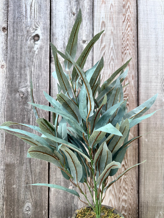 WILLOW EUCALYPTUS BUSH   84460