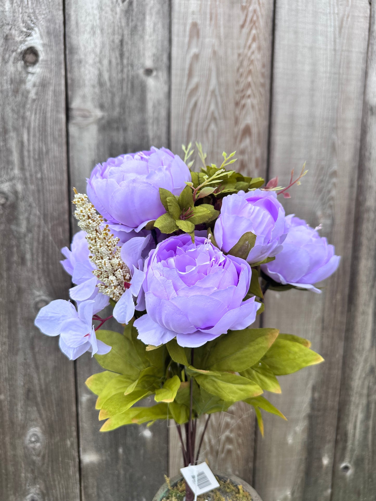 MIX PEONY BUSH 63220-LV