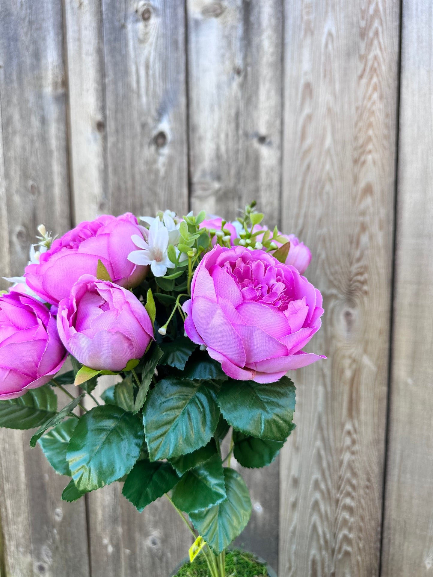 Peony Bush 35123MV