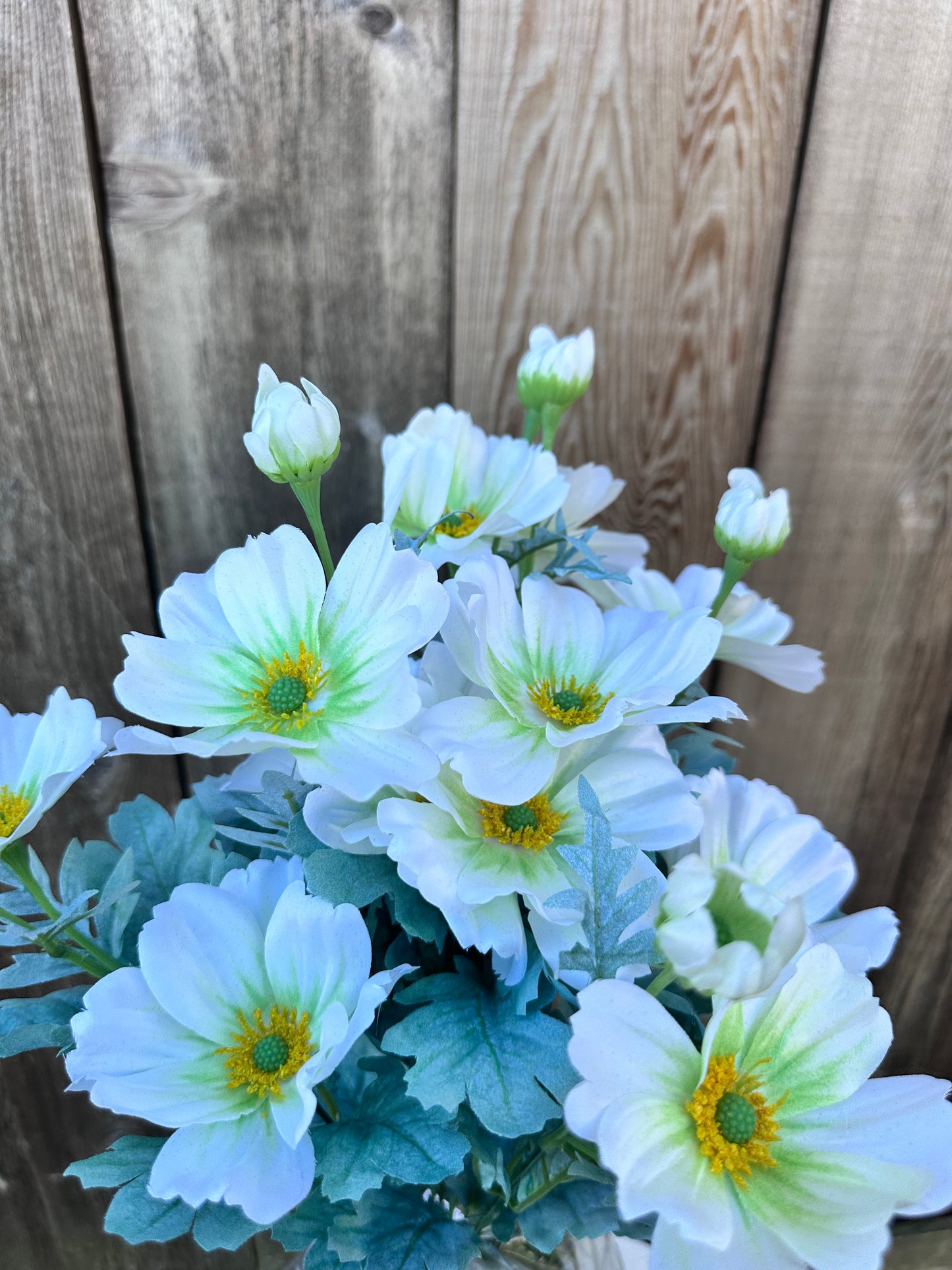 COSMOS BUSH 84299-CR