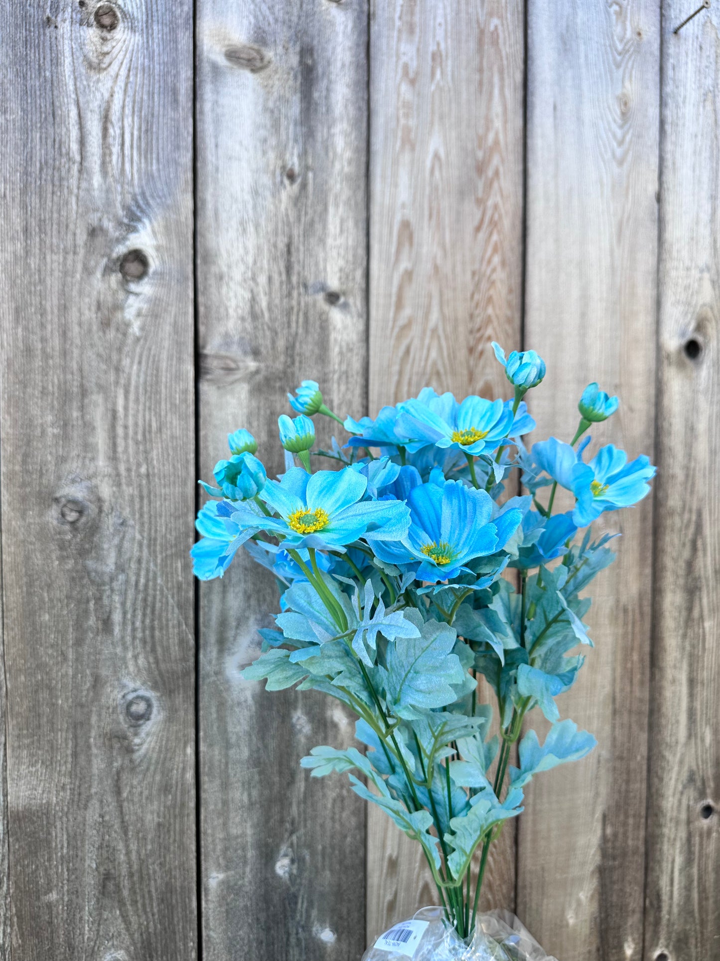 COSMOS BUSH 84299-TEAL