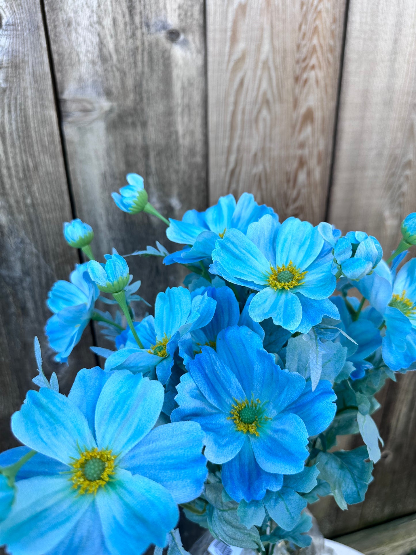 COSMOS BUSH 84299-TEAL