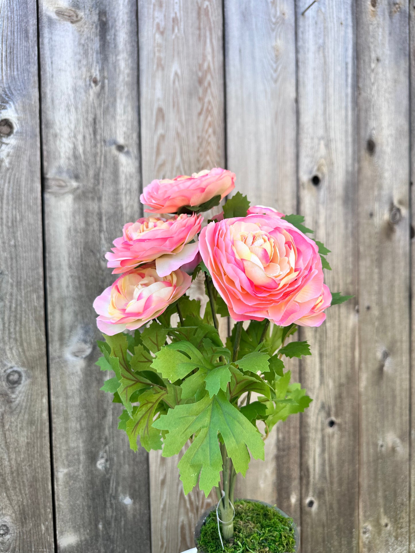RANUNCULUS BUSH 81069-PH