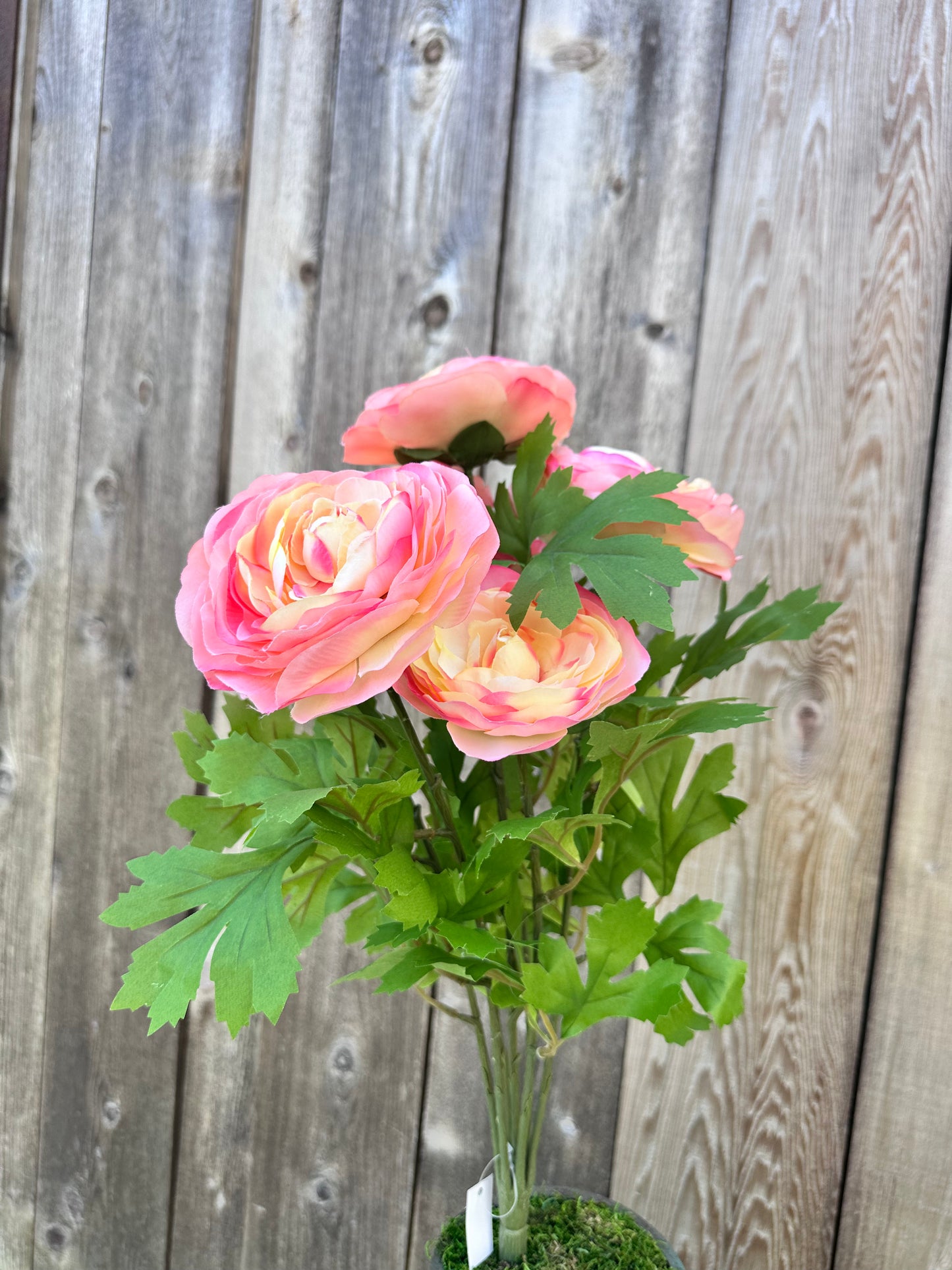 RANUNCULUS BUSH 81069-PH