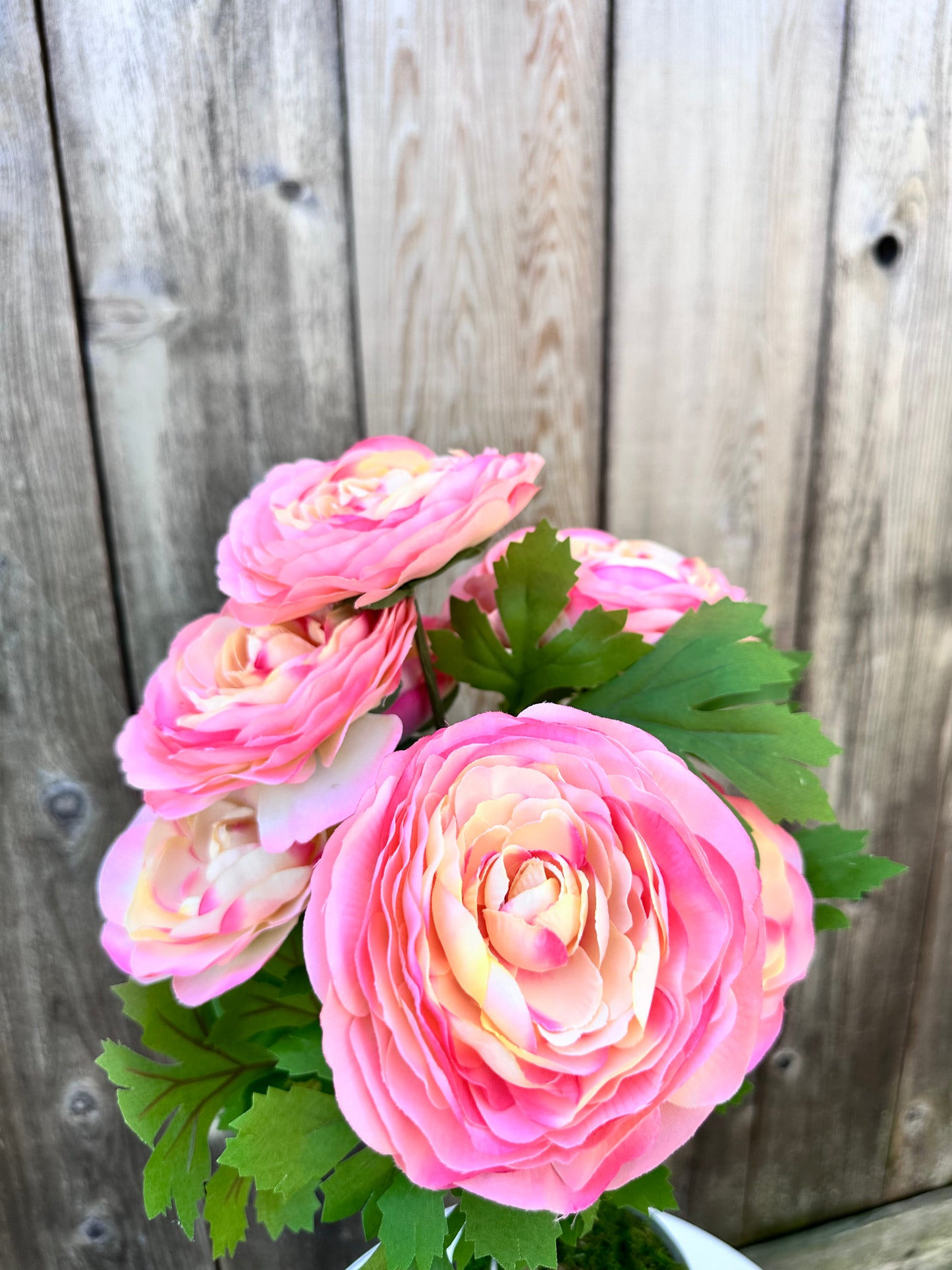 RANUNCULUS BUSH 81069-PH
