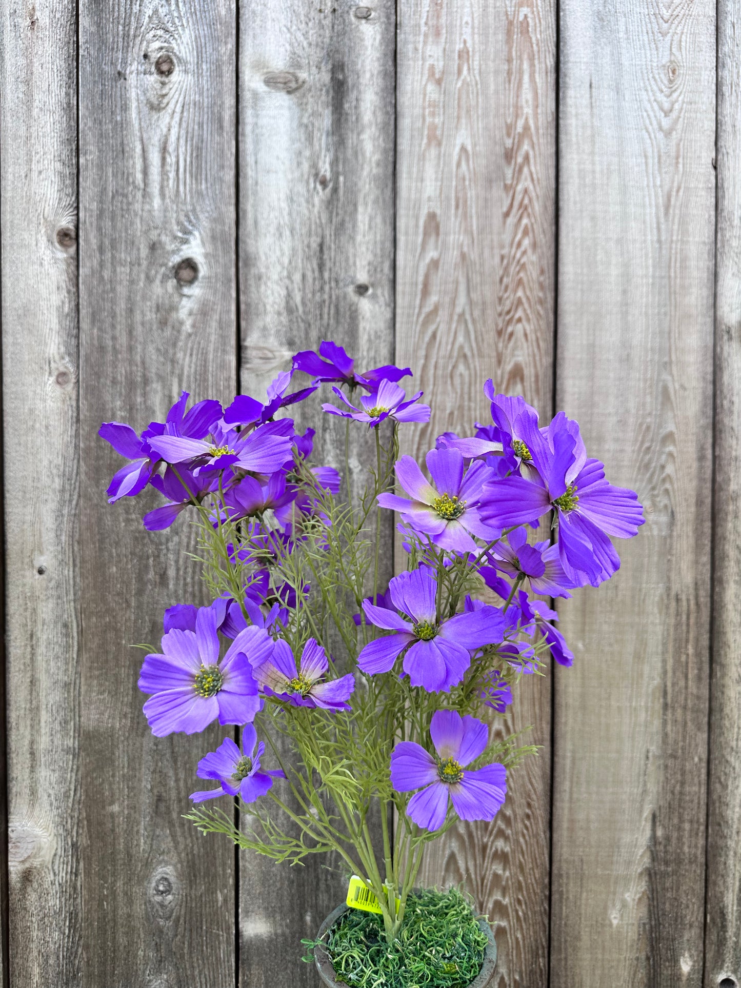 GARDEN COSMO BUSH 63664LV