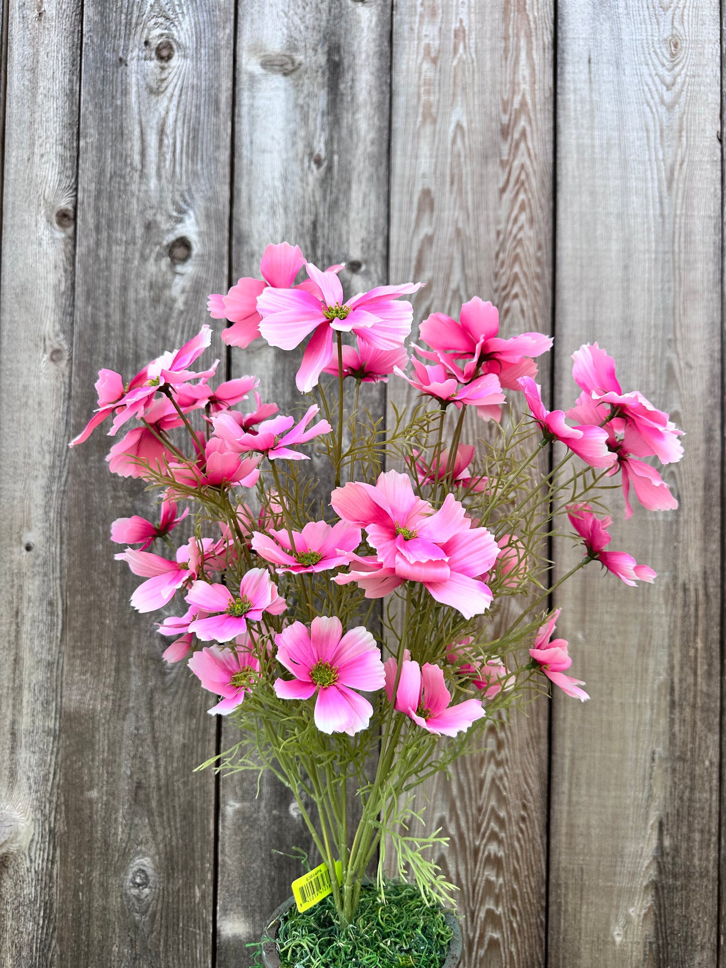 GARDEN COSMO BUSH 63664PK