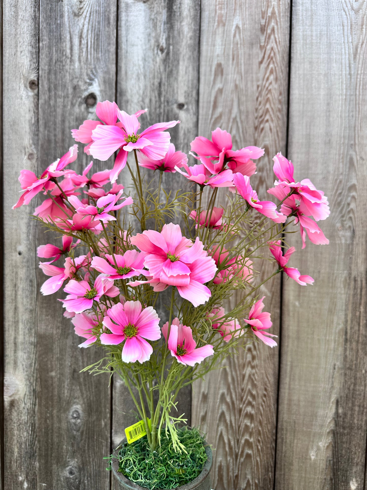 GARDEN COSMO BUSH 63664PK