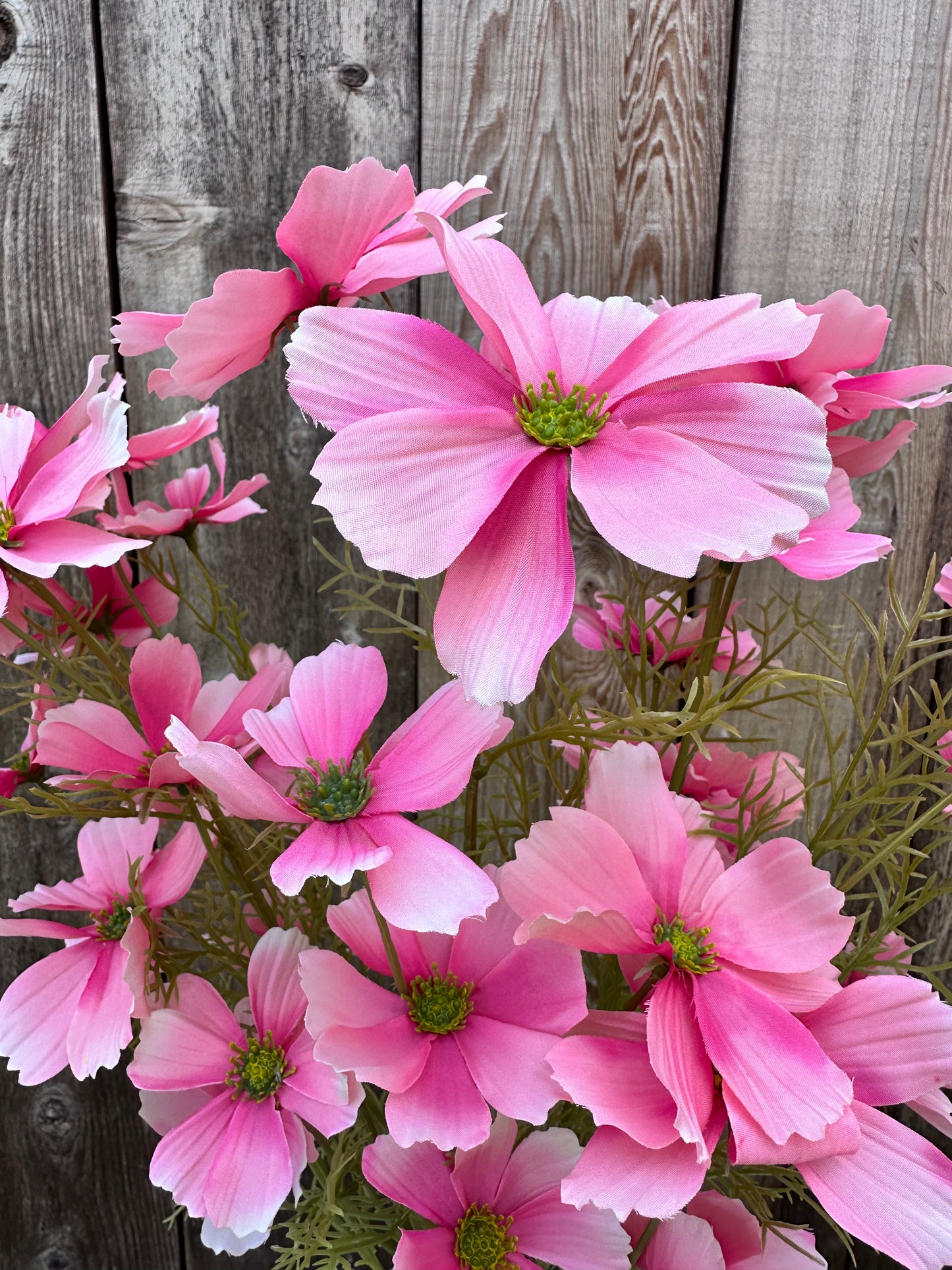 GARDEN COSMO BUSH 63664PK