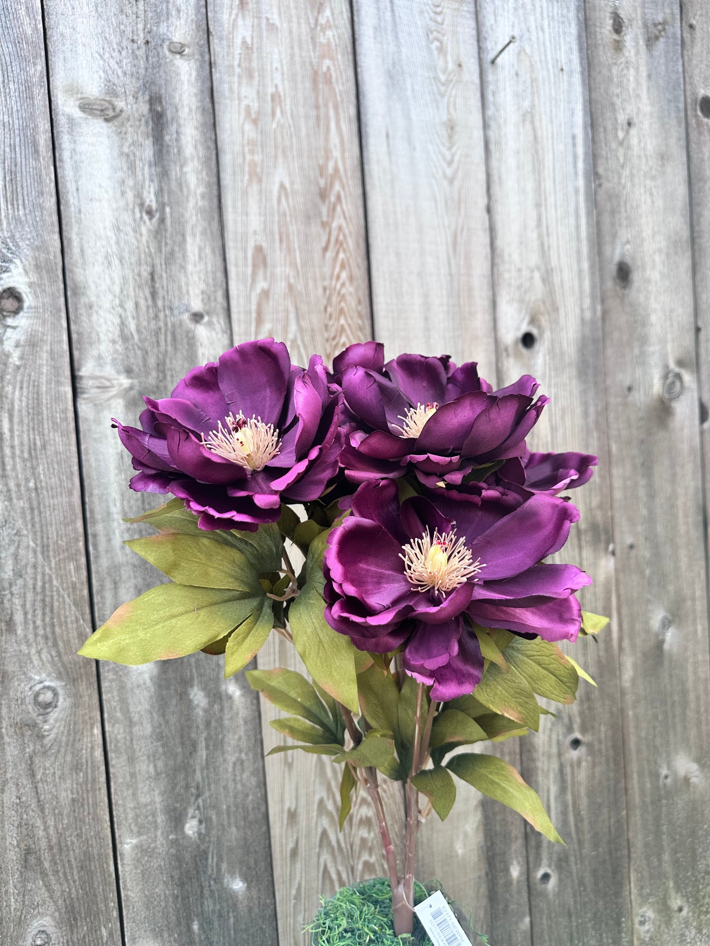 MAGNOLIA BUSH 52371-NEWPU