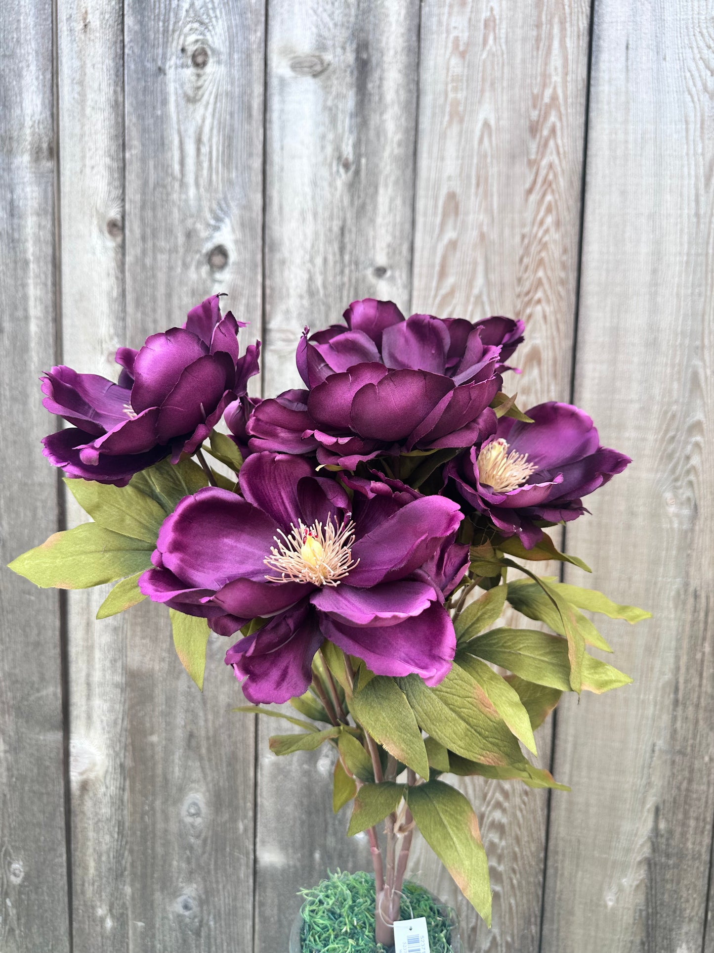 MAGNOLIA BUSH 52371-NEWPU