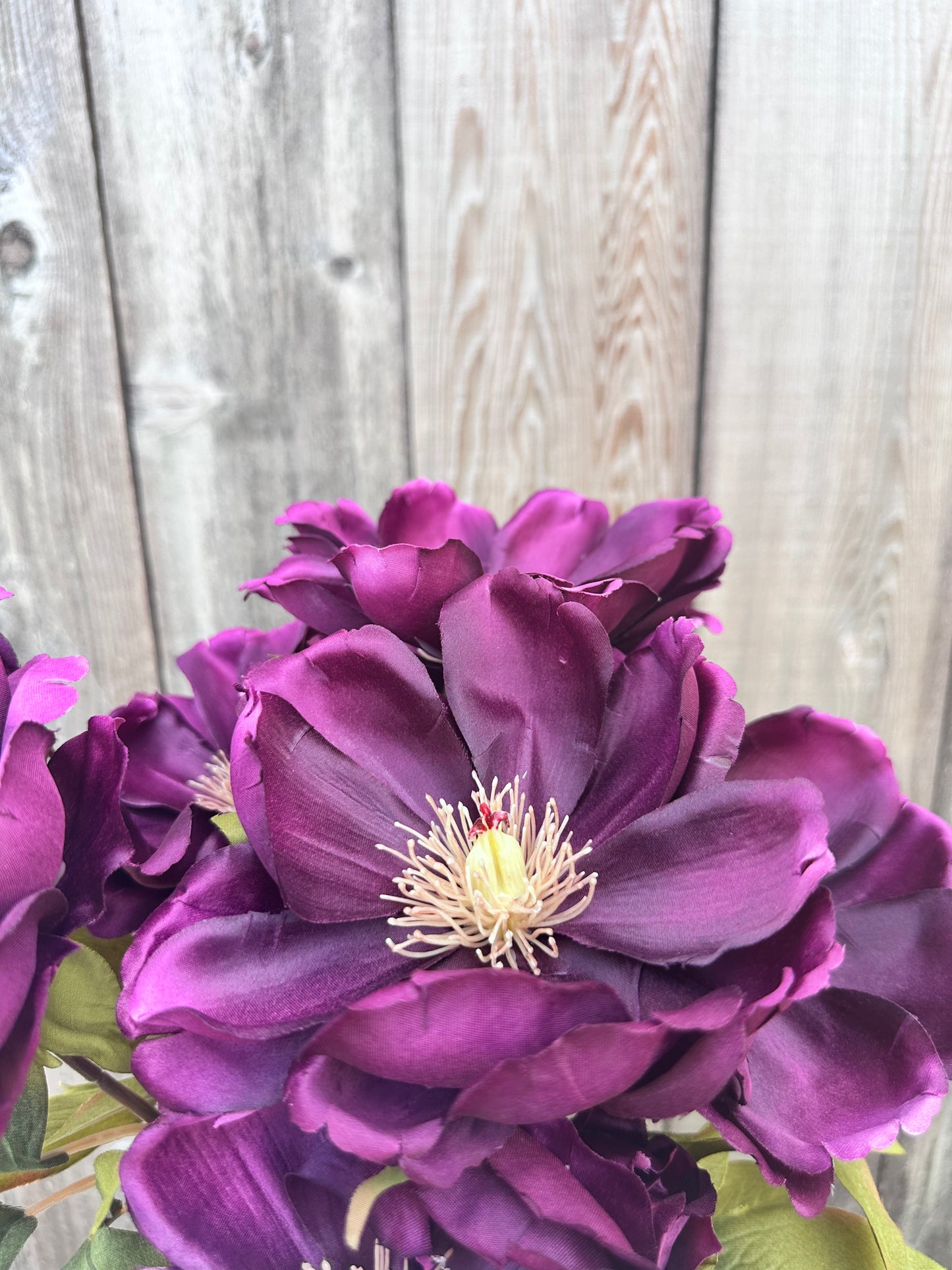 MAGNOLIA BUSH 52371-NEWPU