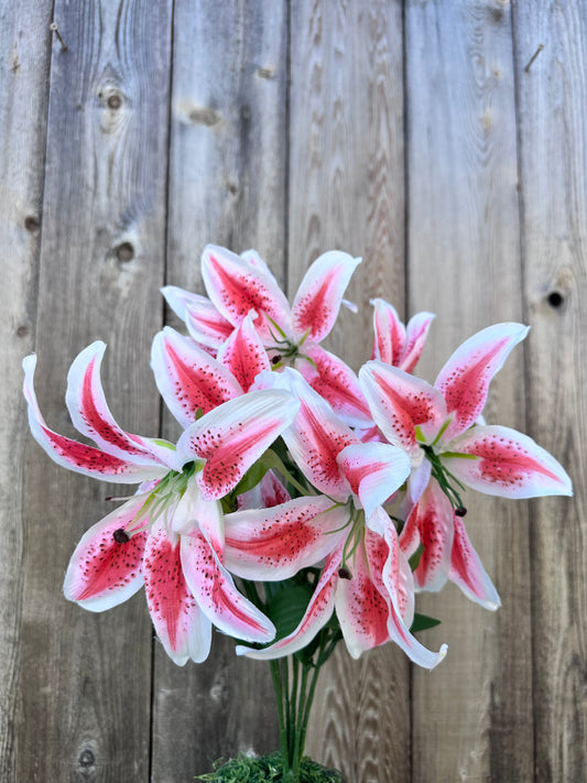 Lily Bush     35022RU