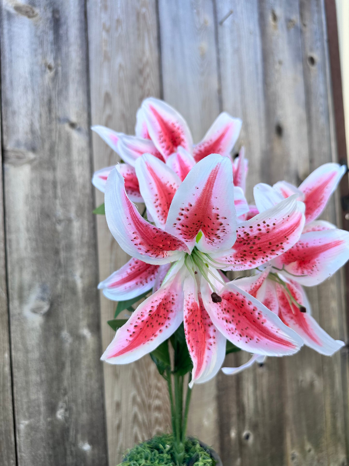 Lily Bush 35022RU
