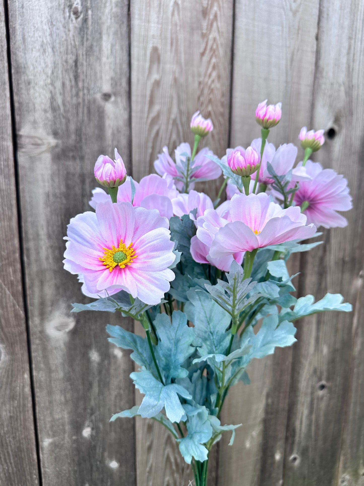 COSMOS BUSH 84299-PK
